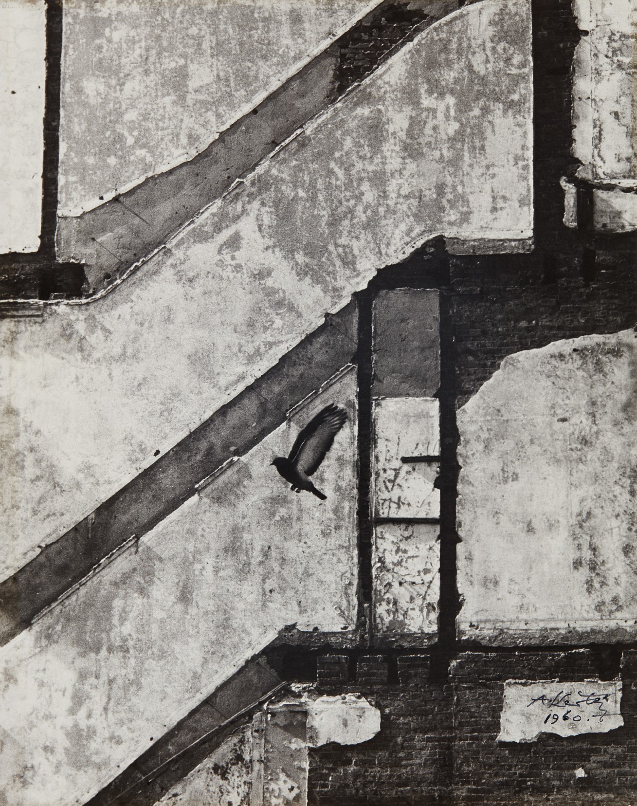 André Kertész — Landing Pigeon, March 2, New York