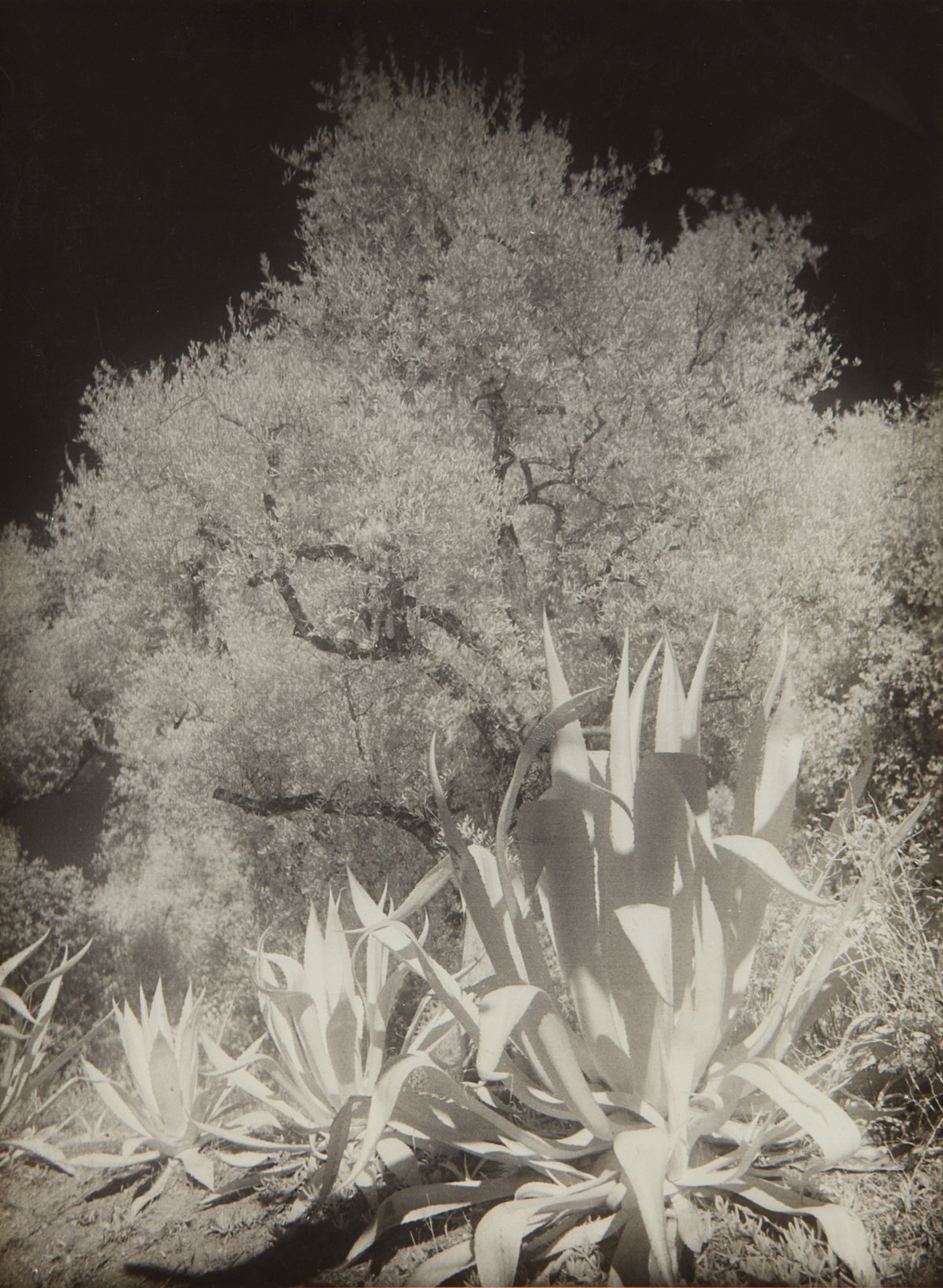 Maurice Tabard — Oliviers et Agaves, Infra-Rouge No. II