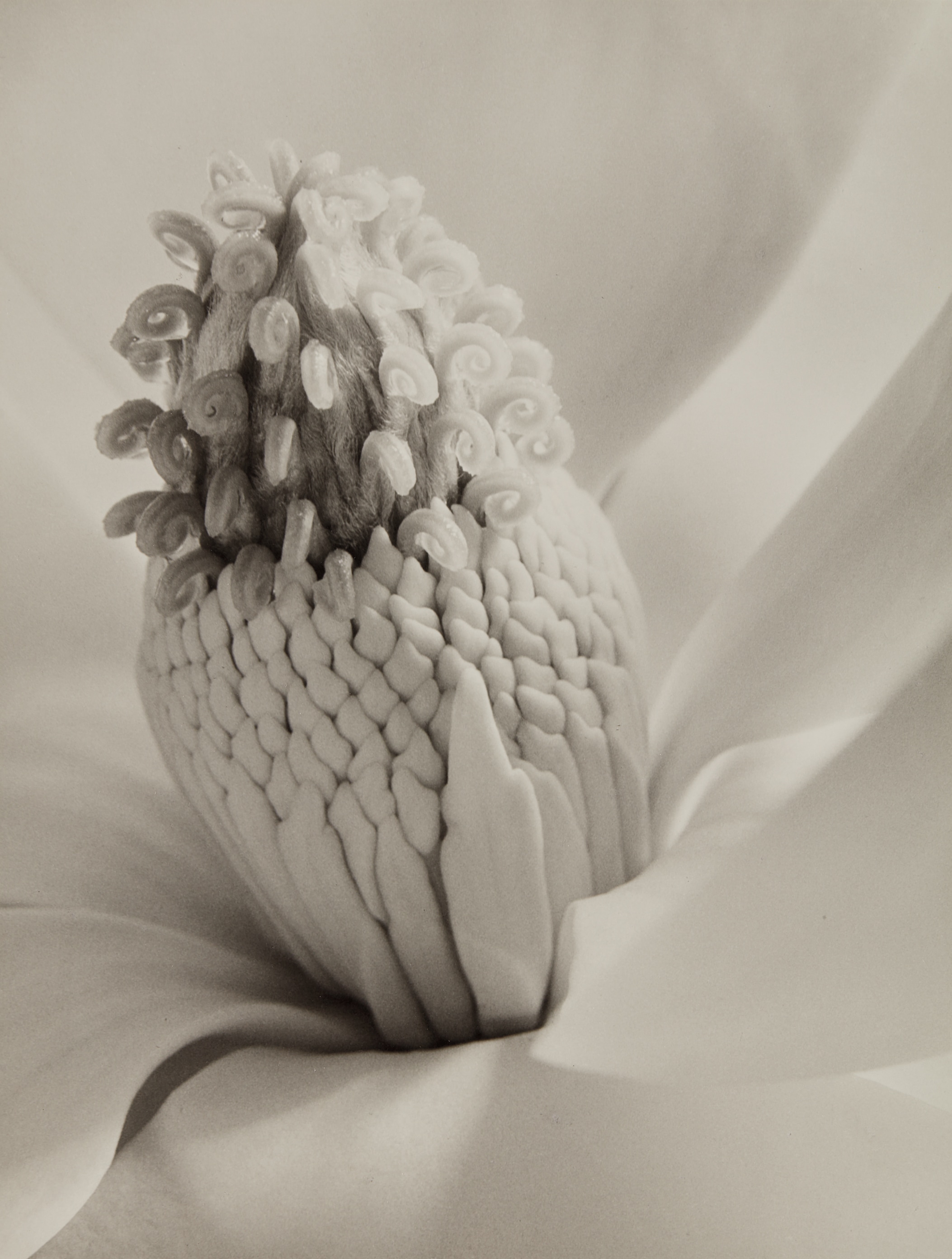 Imogen Cunningham — Magnolia Blossom (Tower of Jewels)