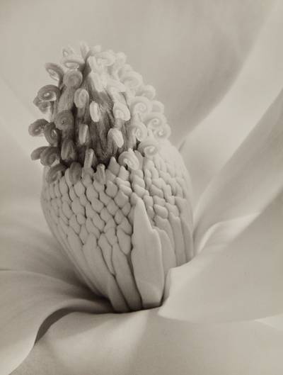 Magnolia Blossom (Tower of Jewels)