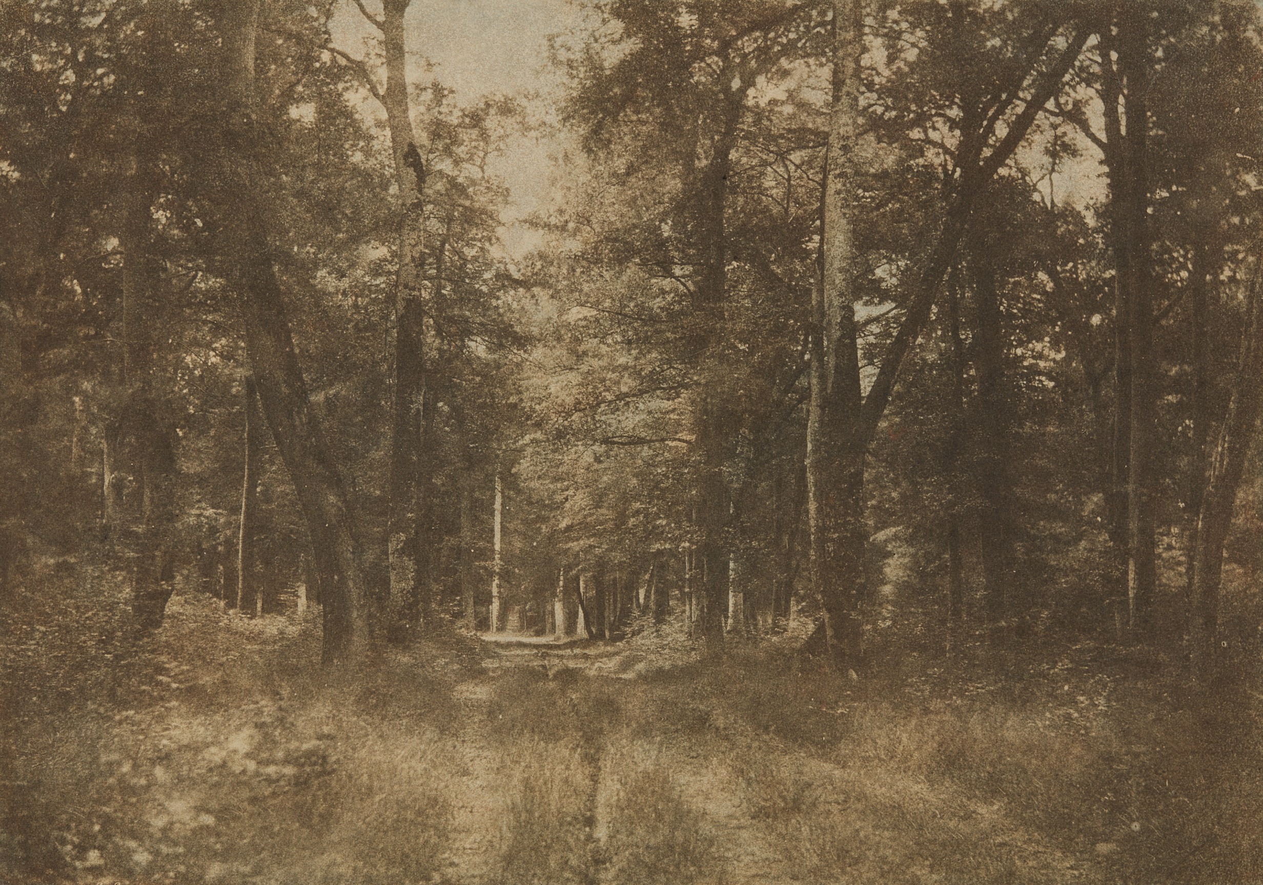 Sous-bois au Bas-Bréau, Forêt de Fontainebleau