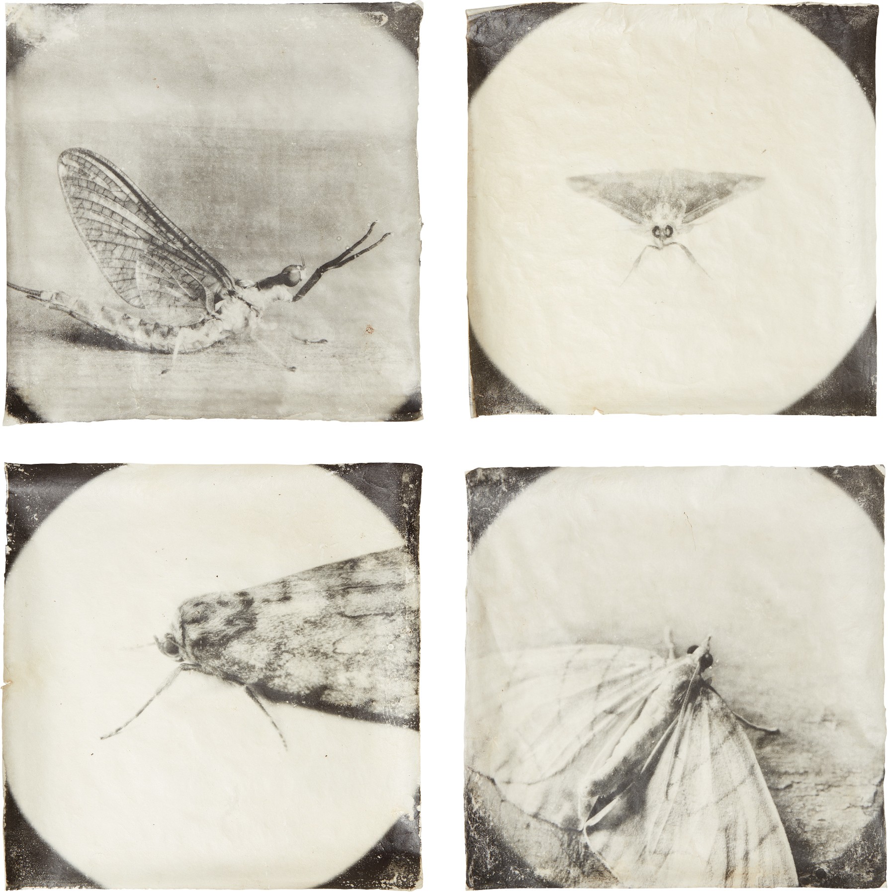 Doug Starn and Mike Starn — Attracted to Light