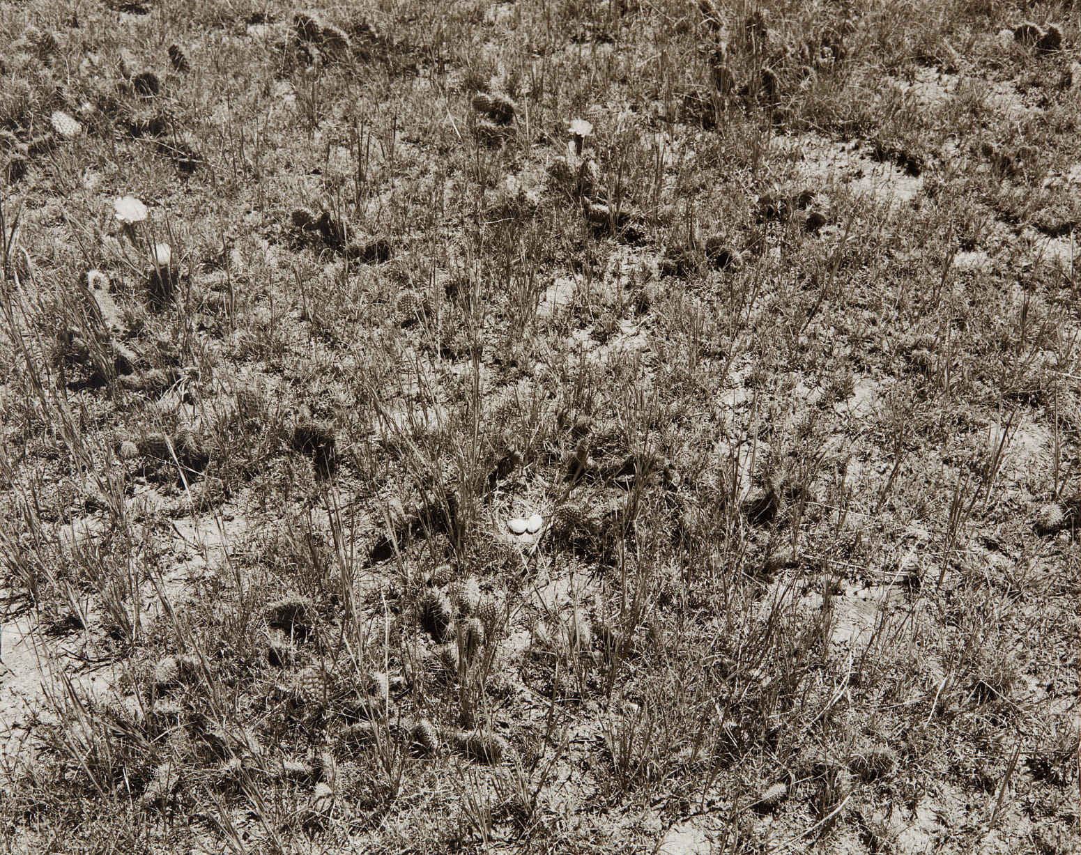 Robert Adams — Dove Eggs, Pawnee Grassland, Colorado