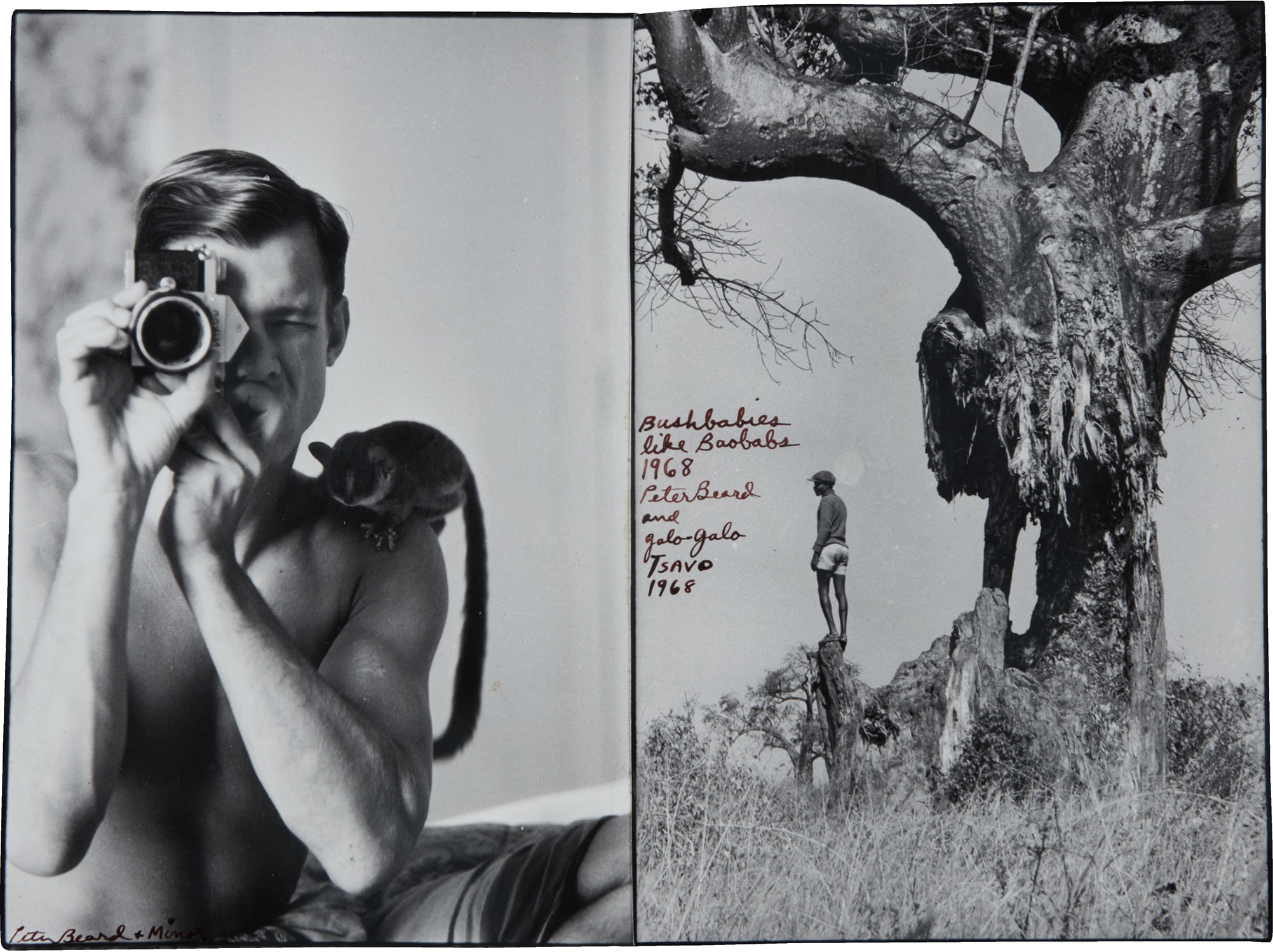 Peter Beard — Bushbabies like Baobabs, Tsavo