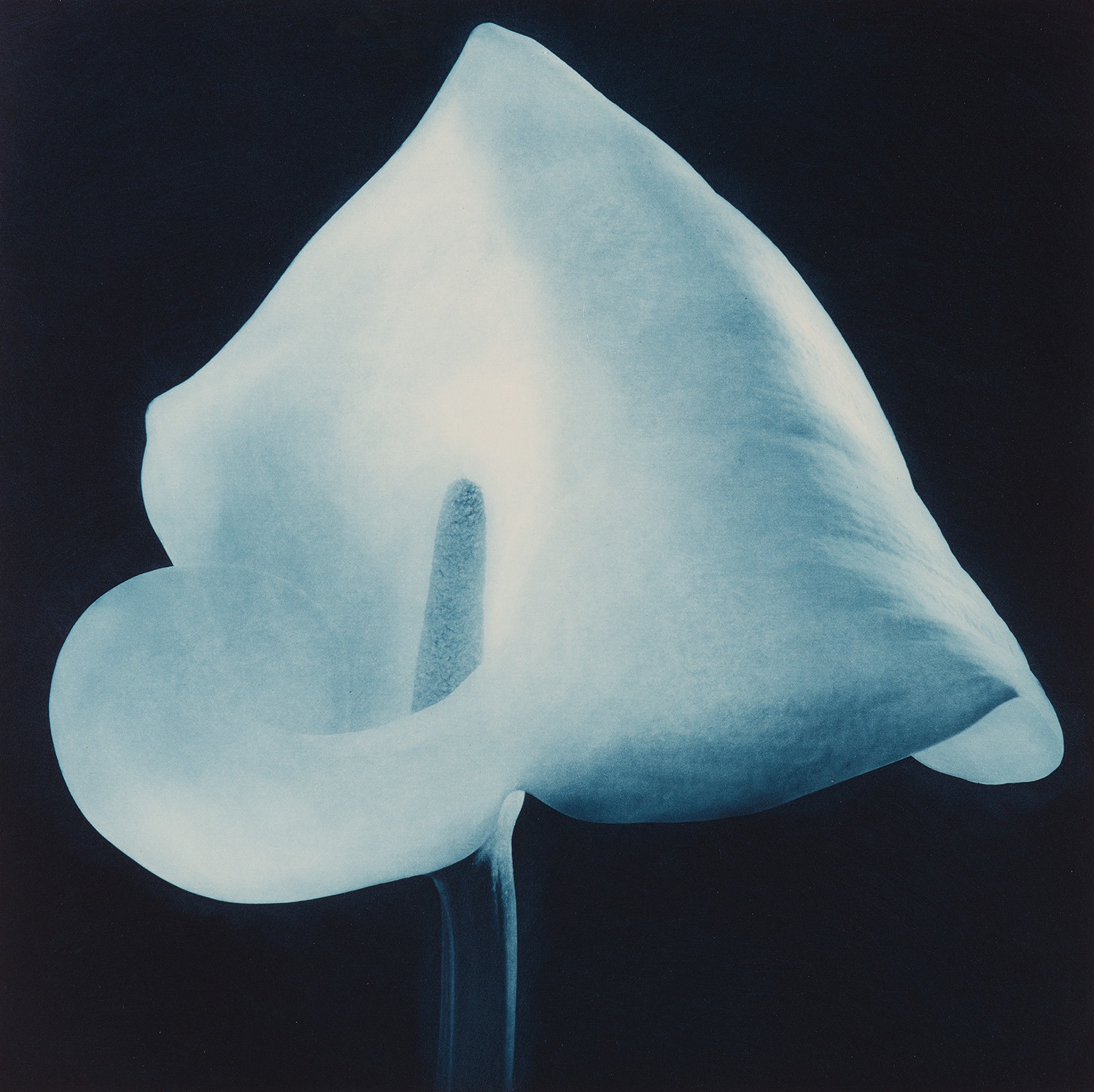 Robert Mapplethorpe — Blue Calla Lily