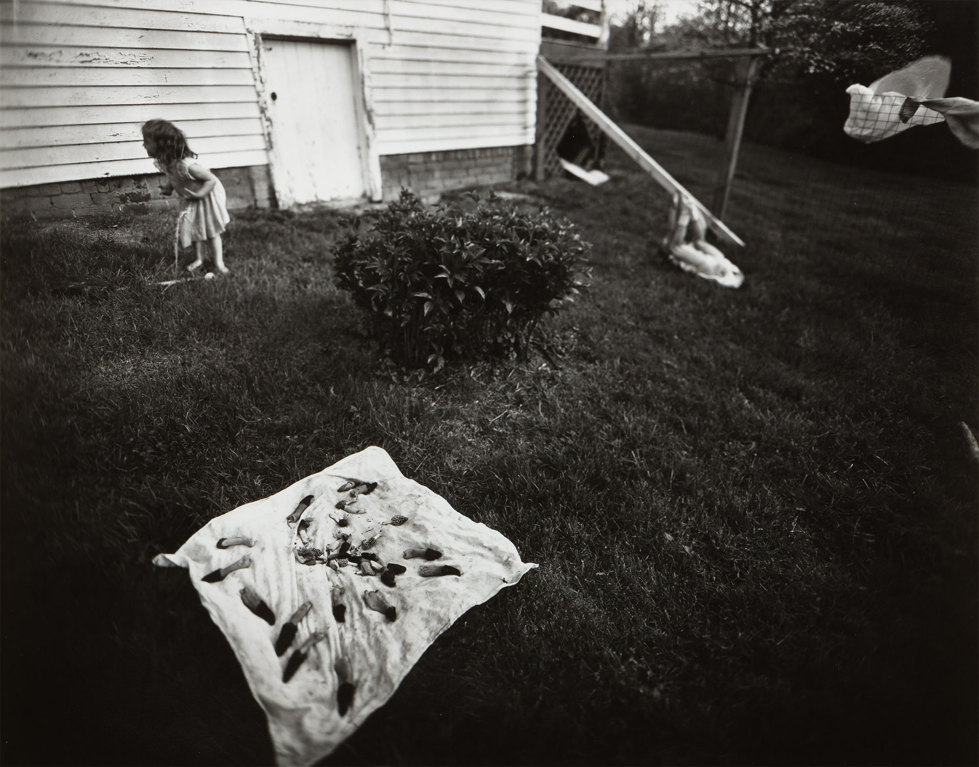Sally Mann — Drying Morels