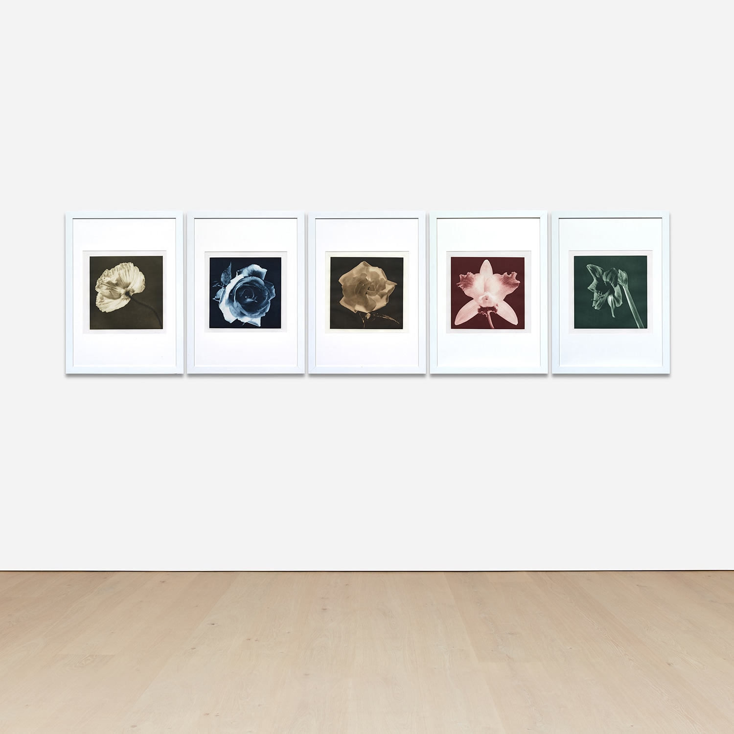 Robert Mapplethorpe — Selected Images of Flowers: Blue Rose, Sepia Orchid, Green Amaryllis, Green Poppy, and Dark Sepia Rose