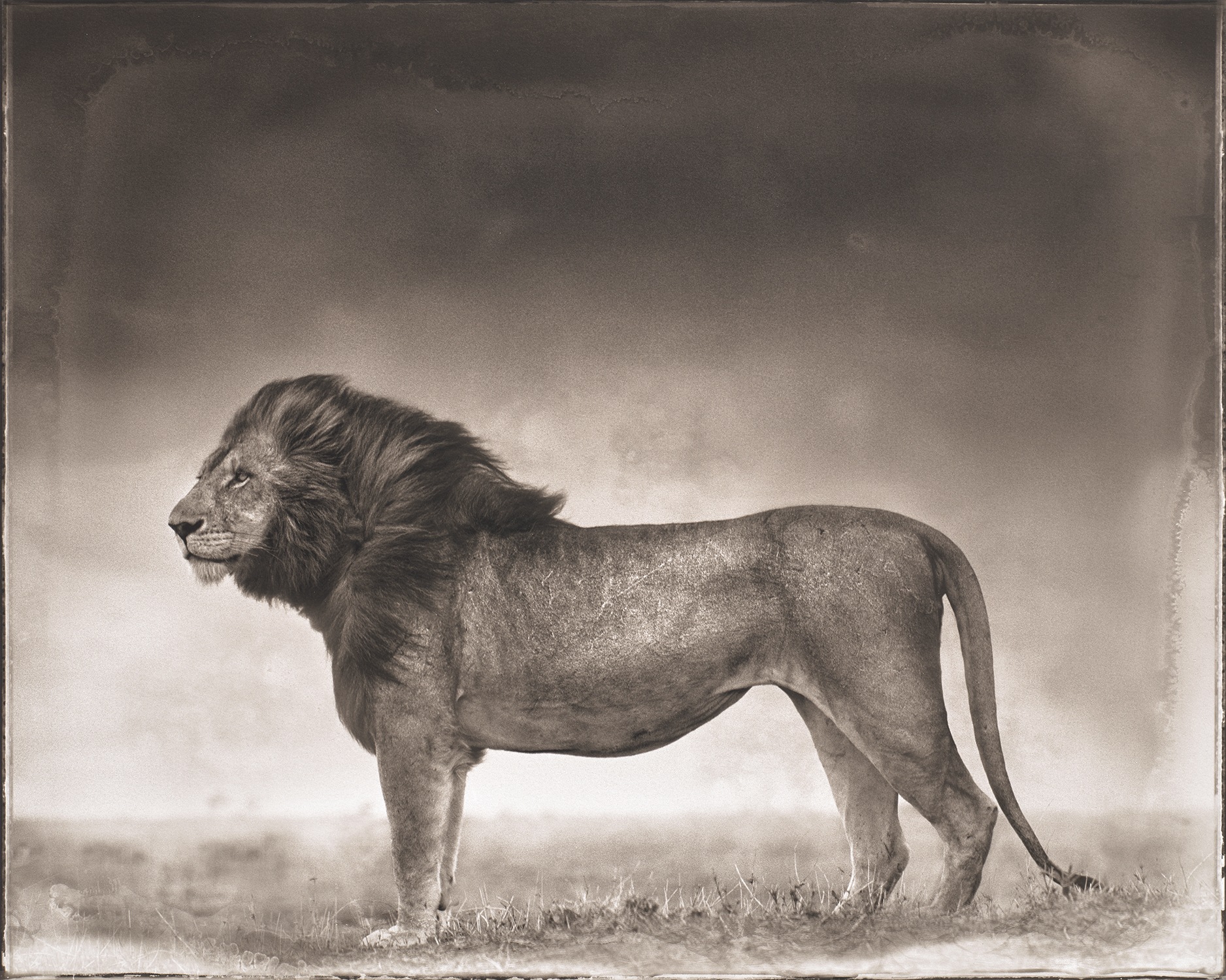 Nick Brandt — Portrait of Lion Standing in Wind, Maasai Mara