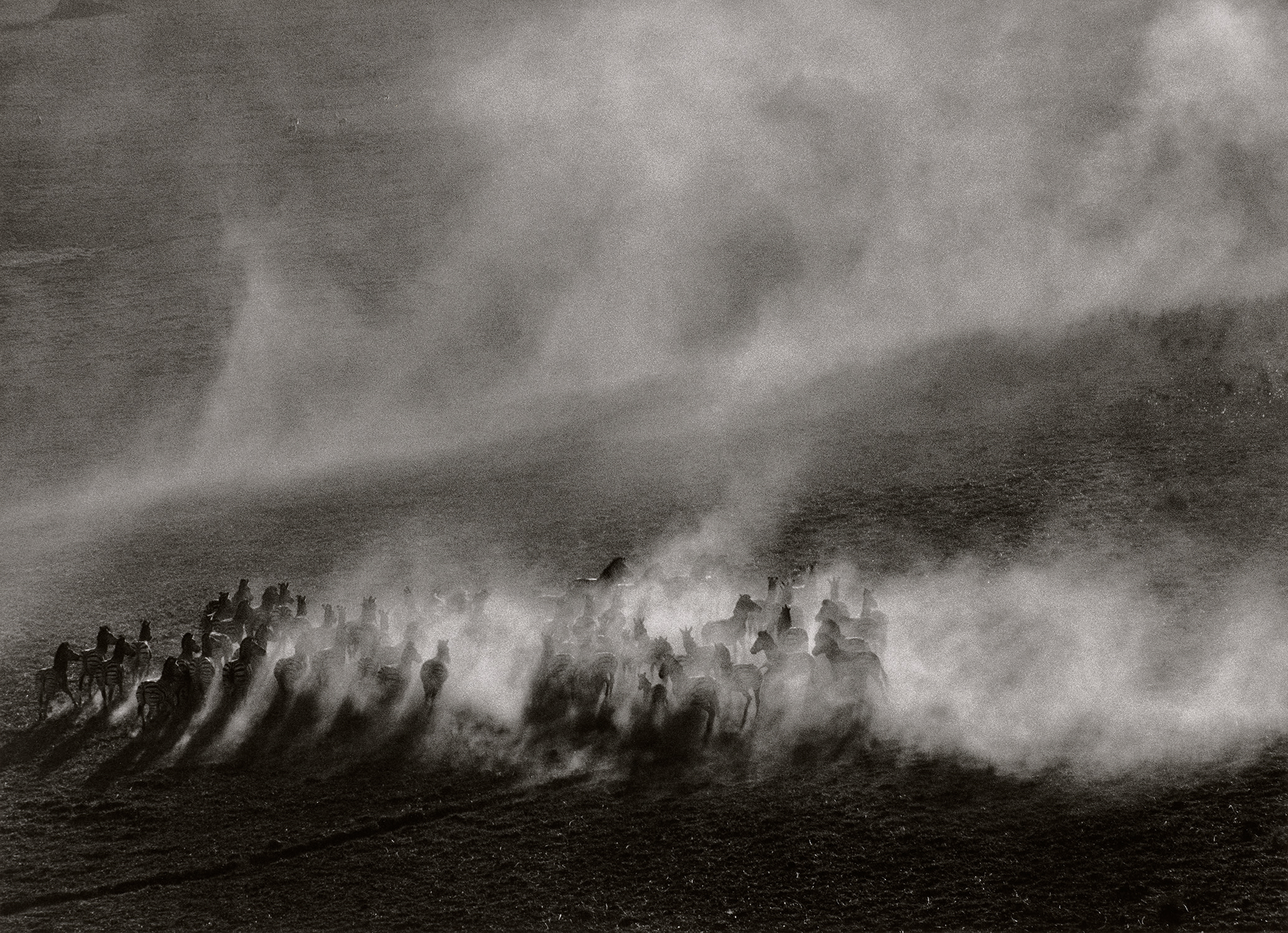 Sebastião Salgado — Okavango Delta, Botswana, Africa (Zebras in dust field)