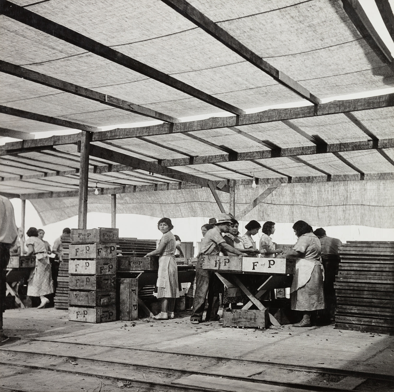 Packing apricots, Brentwood, California