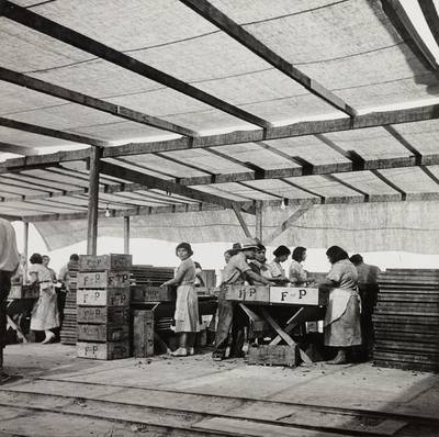 Packing apricots, Brentwood, California
