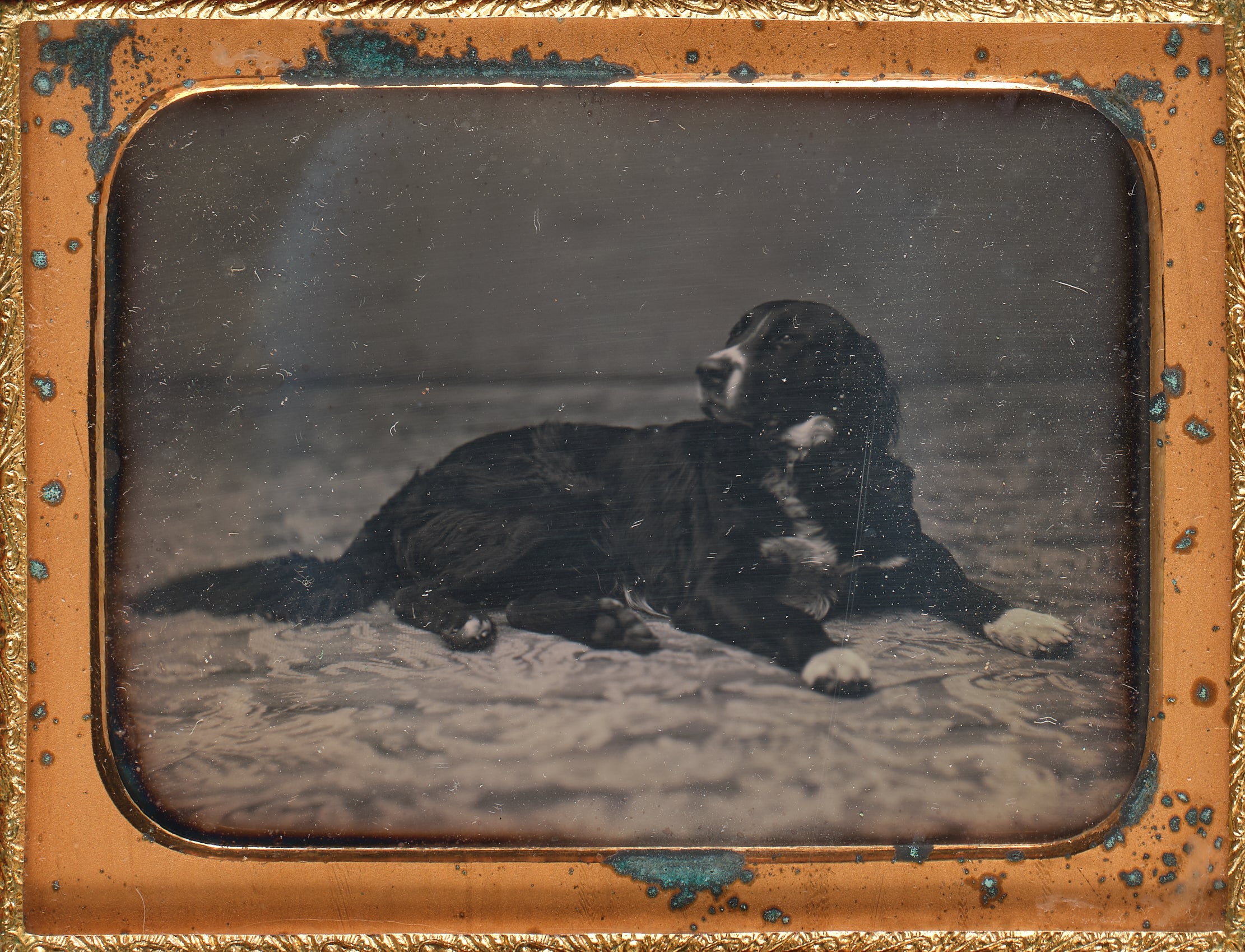 Anonymous — Dog with Black Coat and White Markings