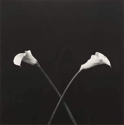 Calla Lilies