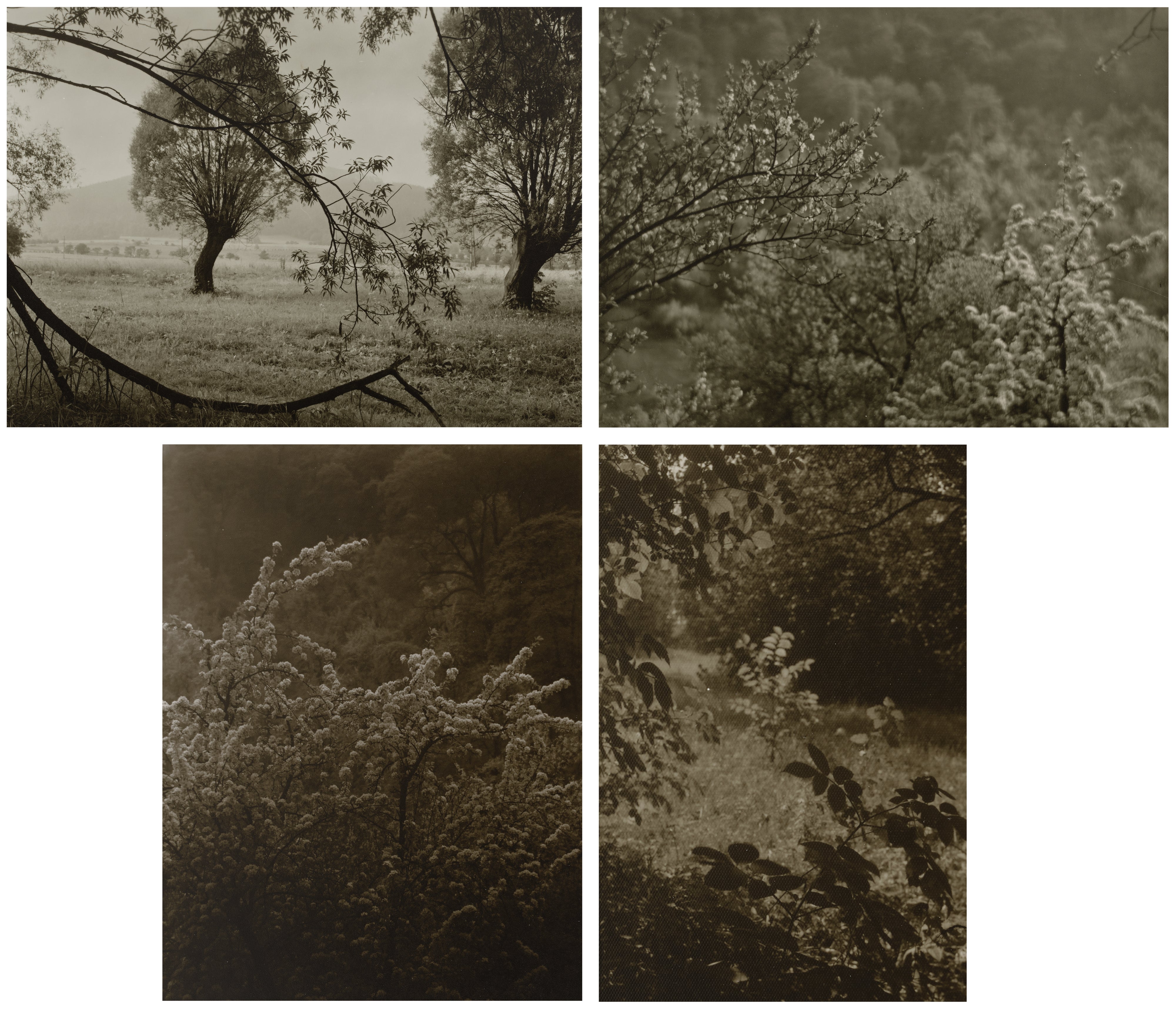 Josef Sudek — Selected Nature Studies
