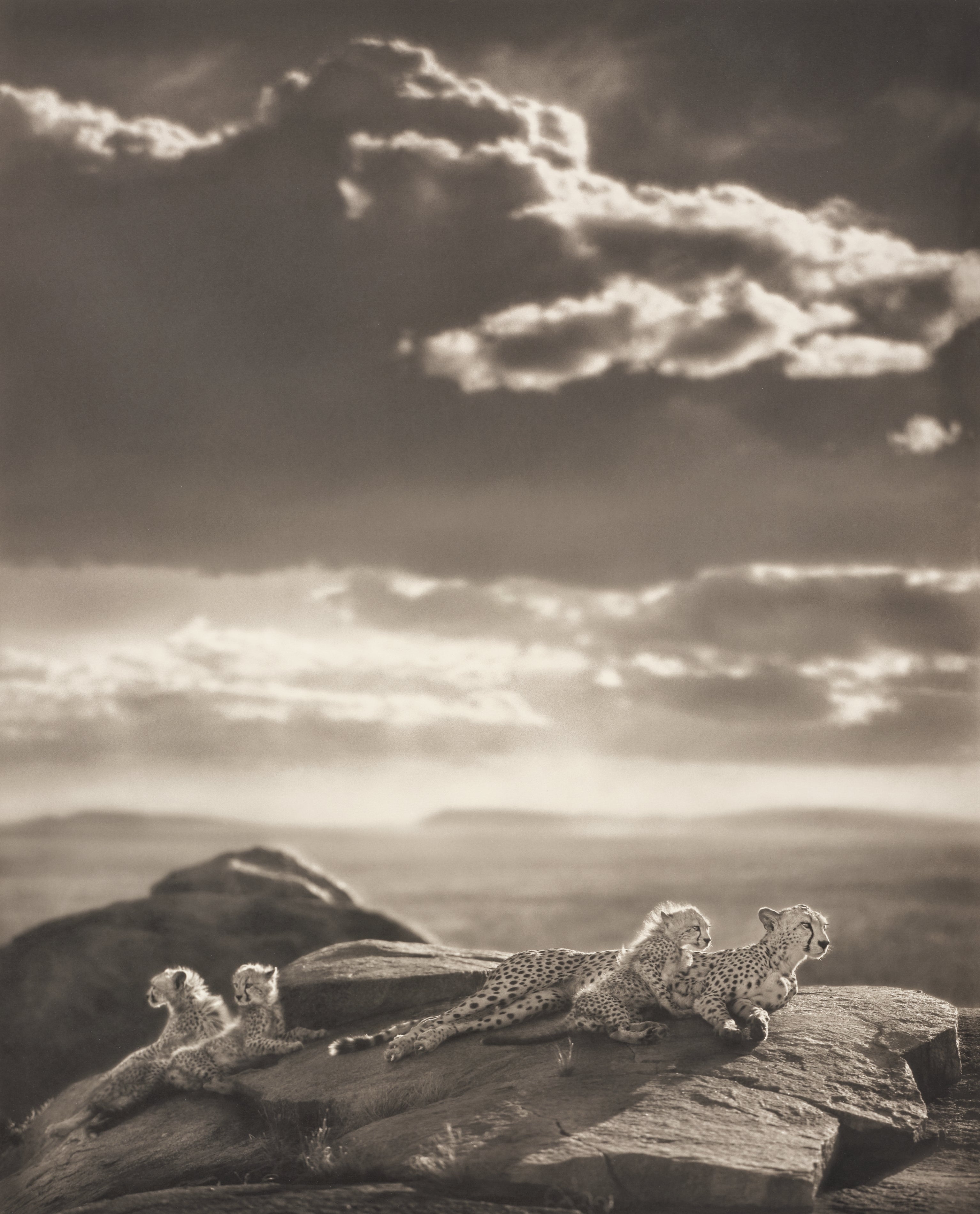 Nick Brandt — Cheetah & Cubs Lying on Rock, Serengeti