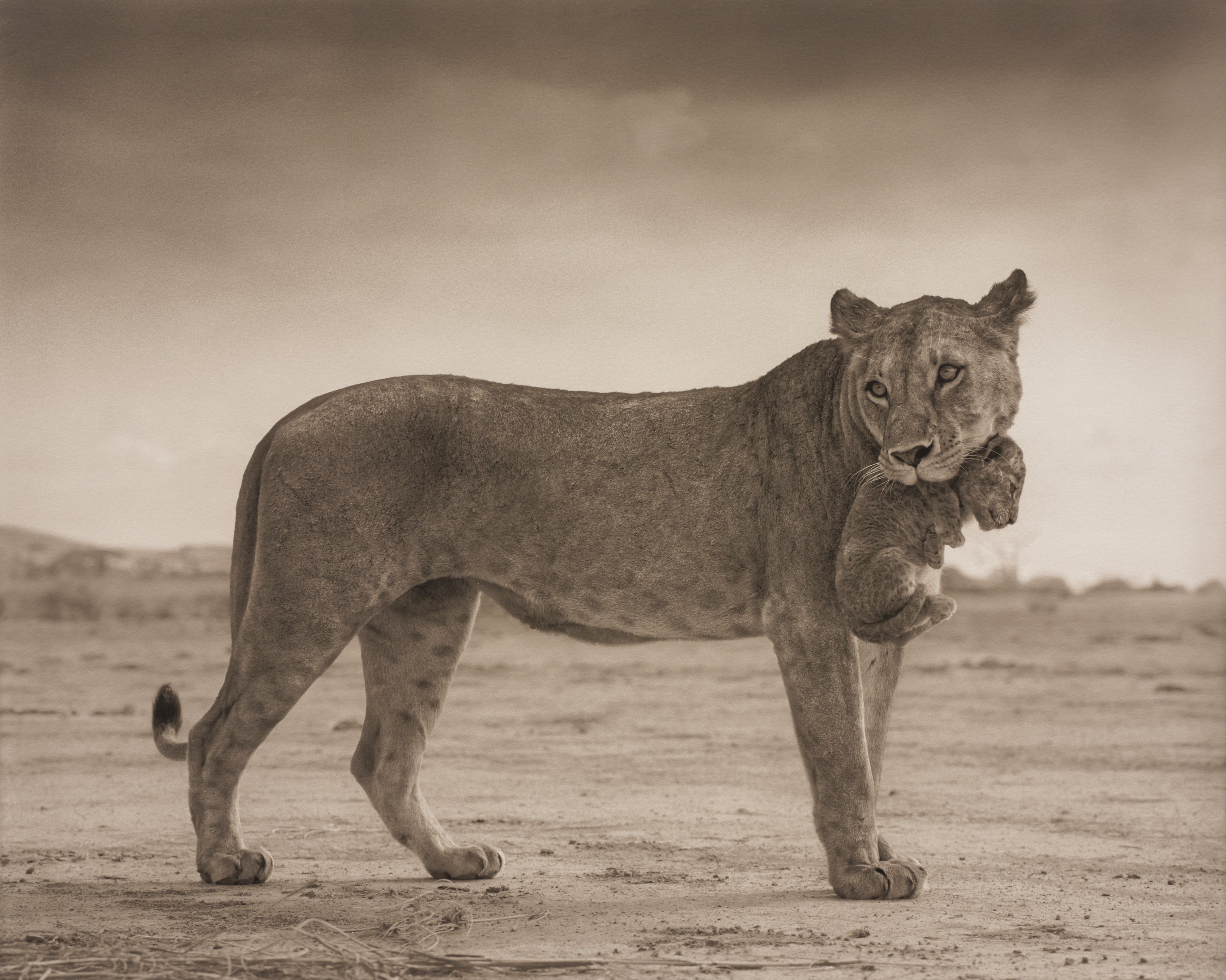 Nick Brandt — Lioness Holding Cub in Mouth, Amboseli