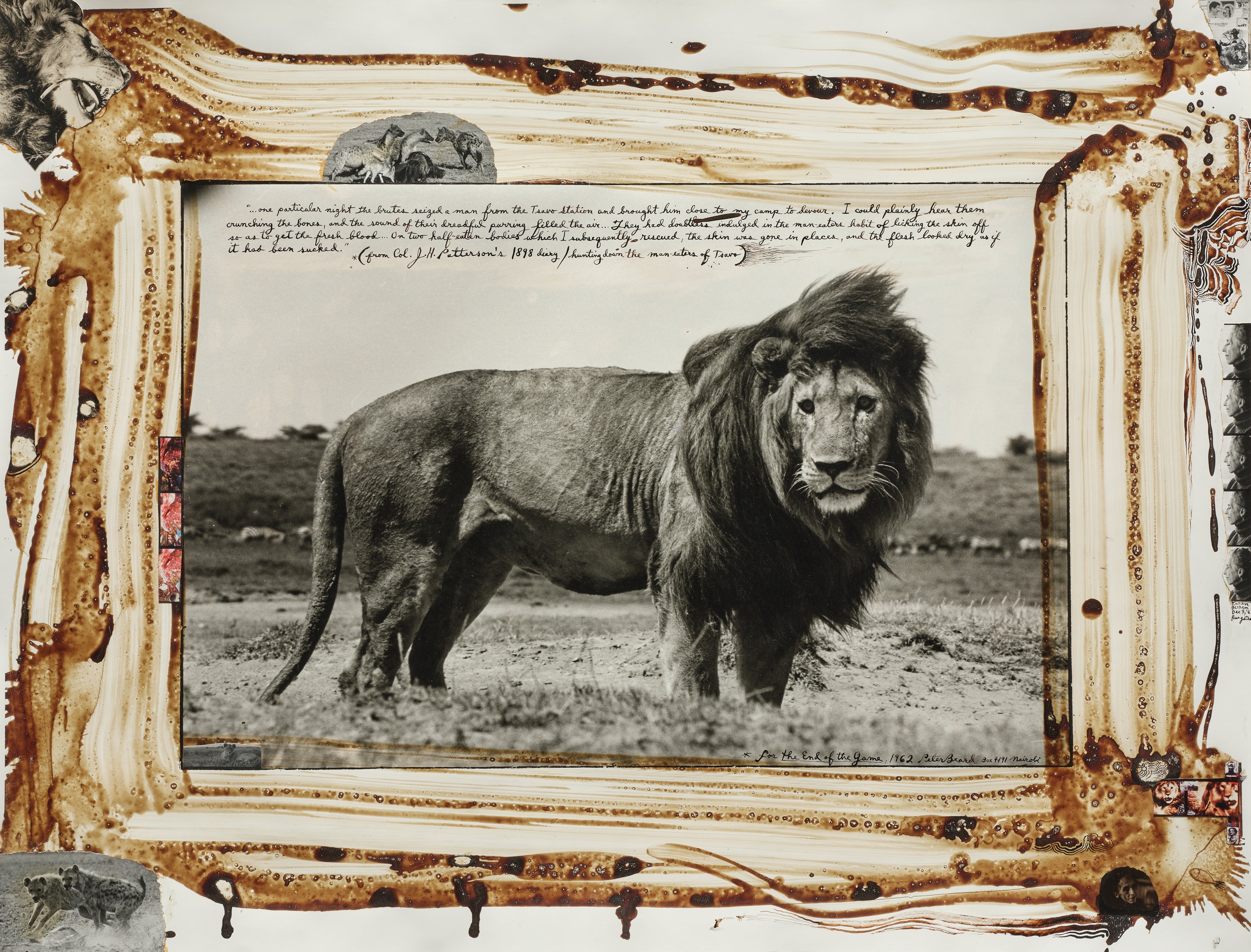 Peter Beard — Serengeti Lion