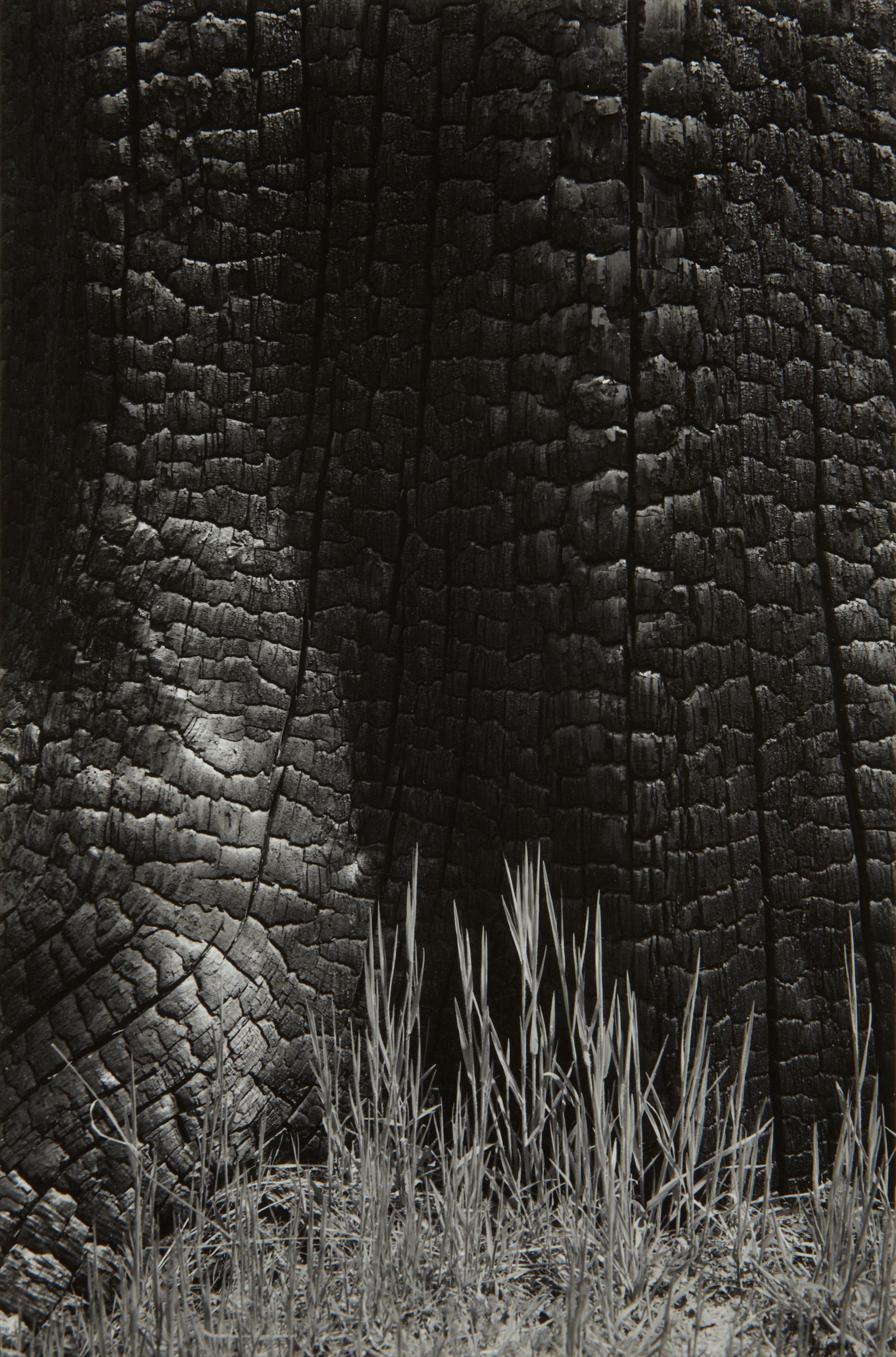 Ansel Adams — Burnt Stump and New Grass, Sierra Nevada, California