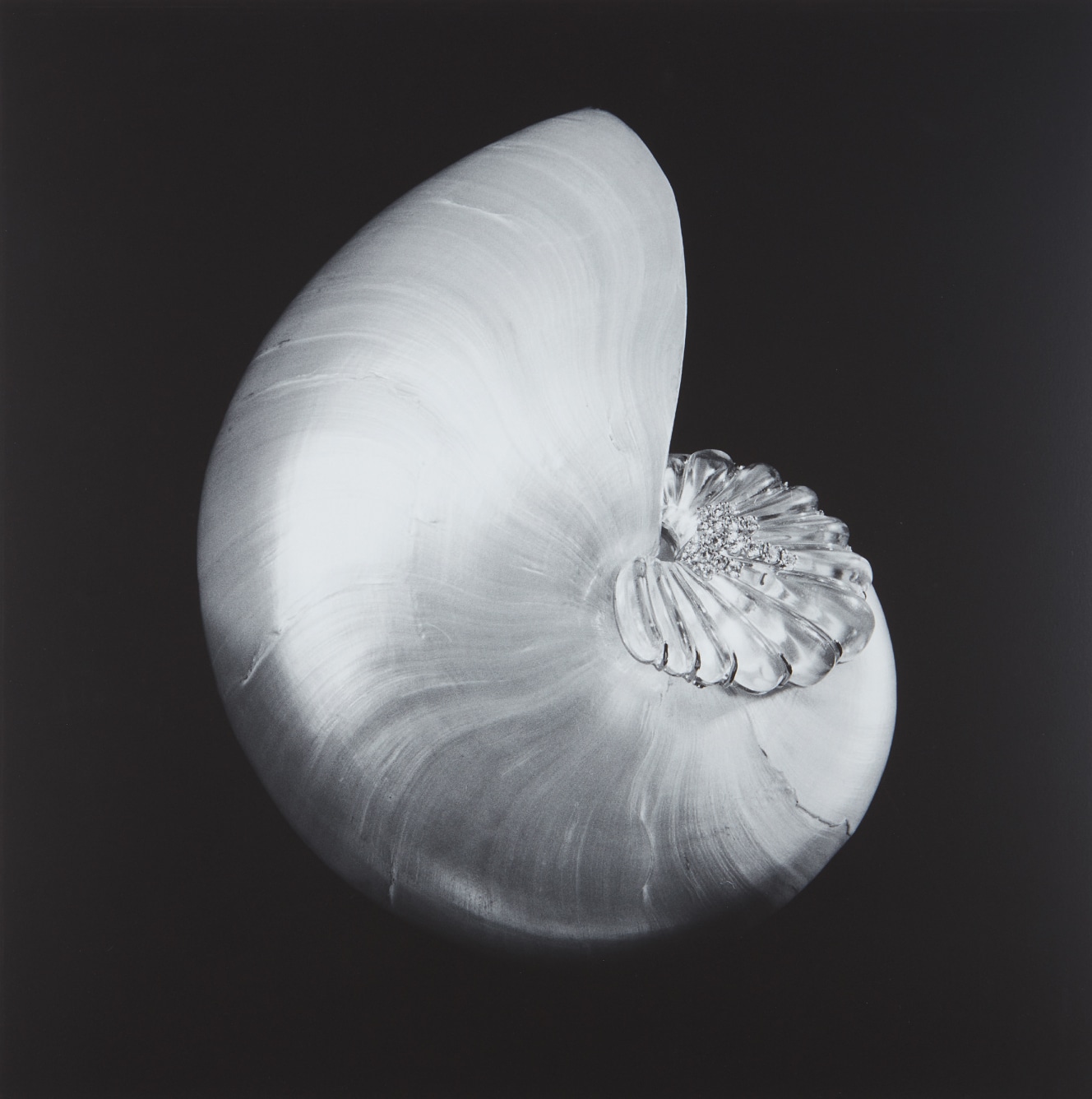 Robert Mapplethorpe — Shell and Crystal