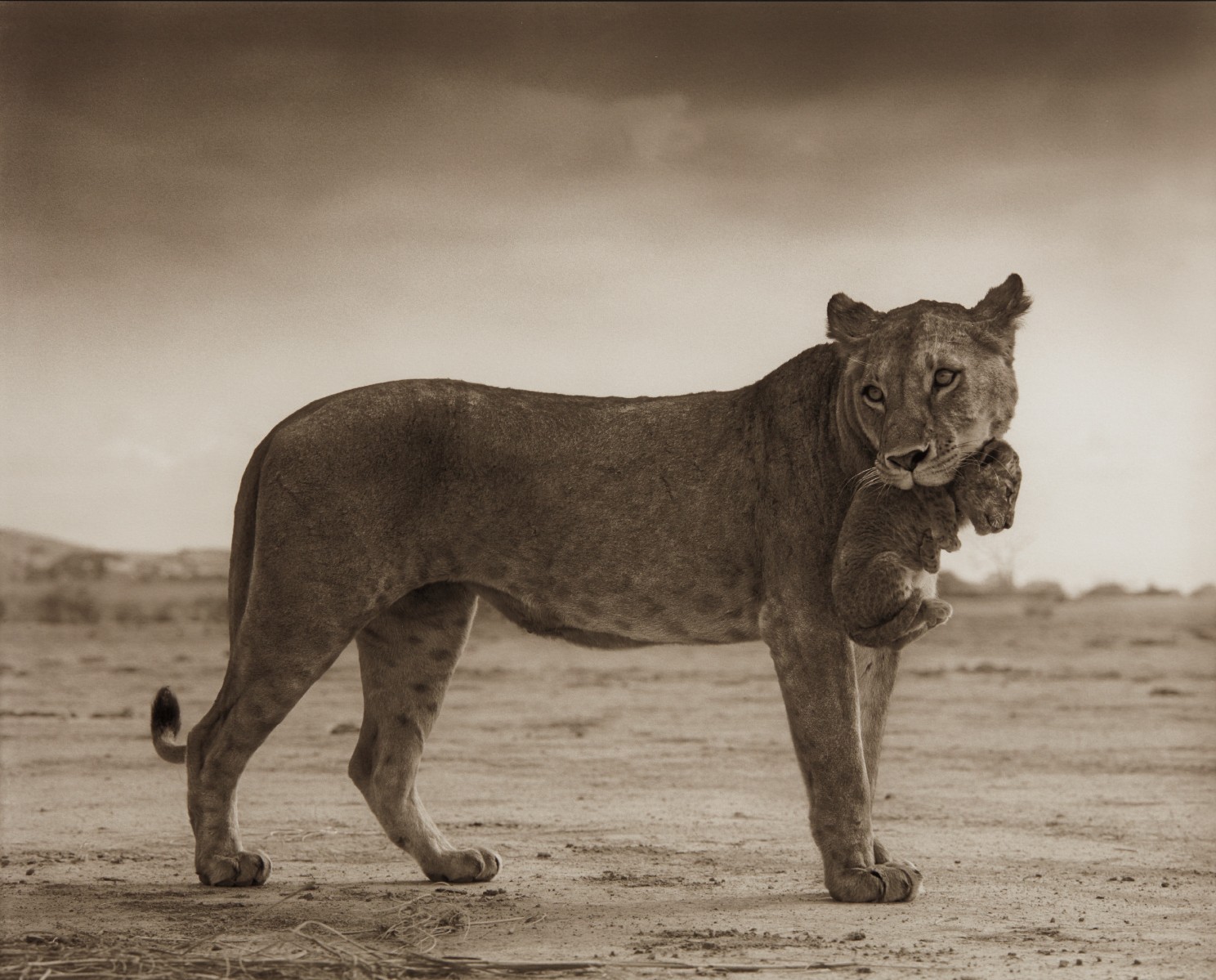 Nick Brandt — Lioness with Cub in Mouth, Amboseli