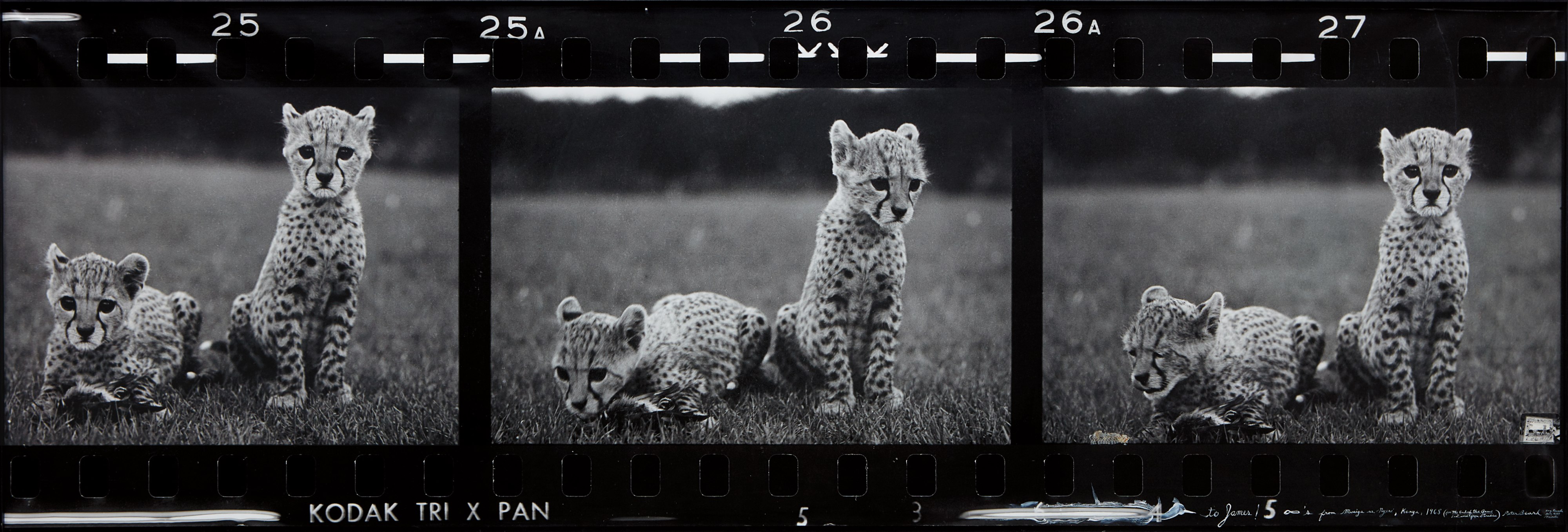 Peter Beard — Orphaned Cheetah Cubs (Last Word from Paradise), Mweiga Park Headquarters, near Nyeri, Kenya