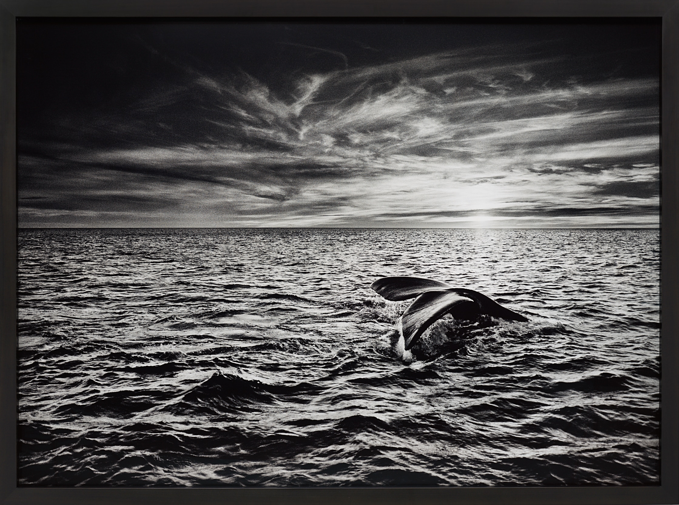 Sebastião Salgado — Southern Right Whale, Navigating in the Golfo Nuevo, Valdés Peninsula, Argentina