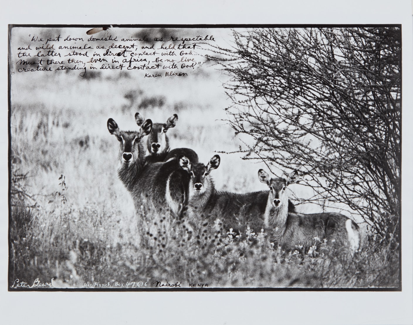 Peter Beard — Waterbuck Family on the Uaso Nyiro