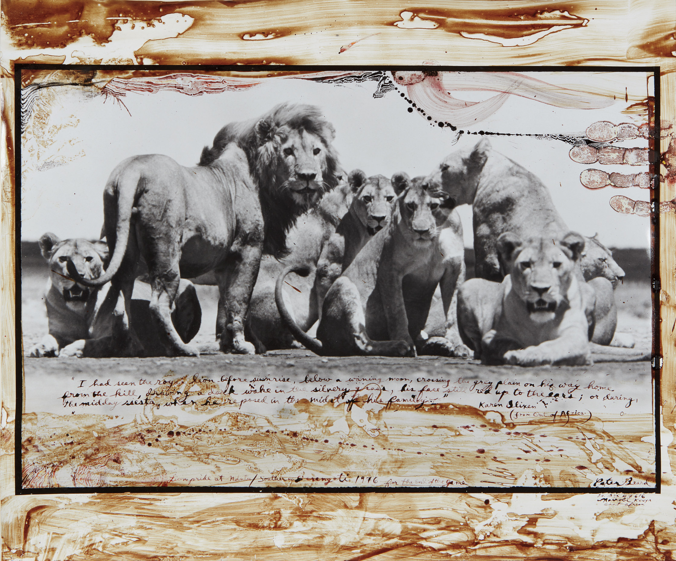 Peter Beard — Lion Pride at Ndutu/Southern Serengeti for the End of the Game