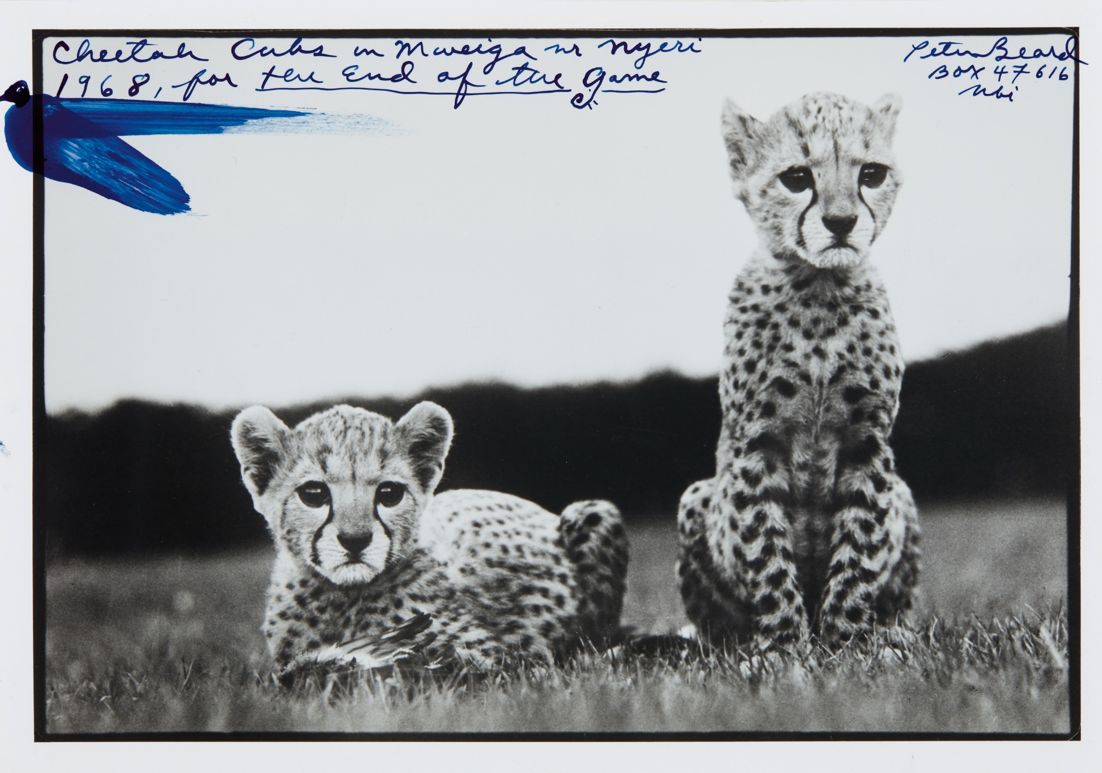 Peter Beard — Cheetah Cubs in Mweiga in Nyeri for the End of the Game