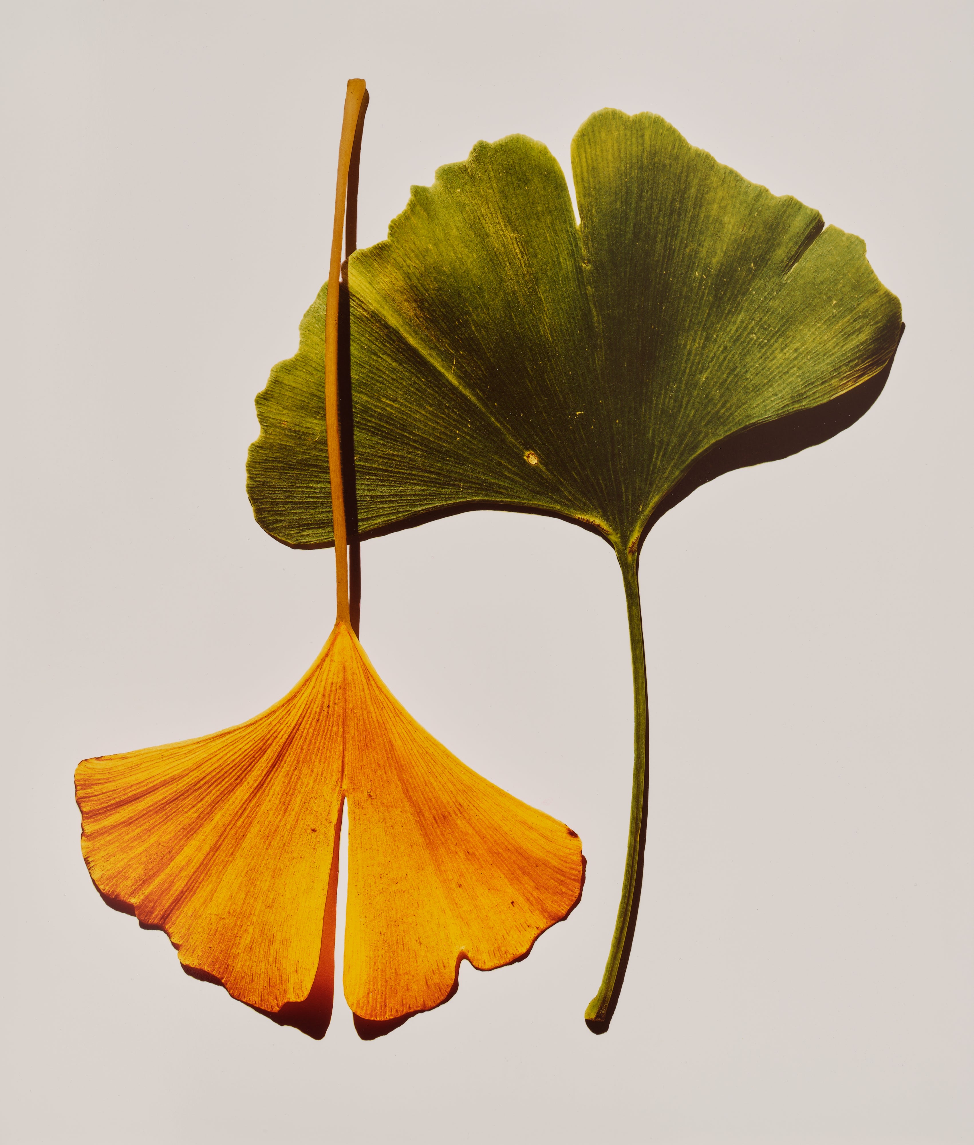 Irving Penn — Ginkgo Leaves, New York