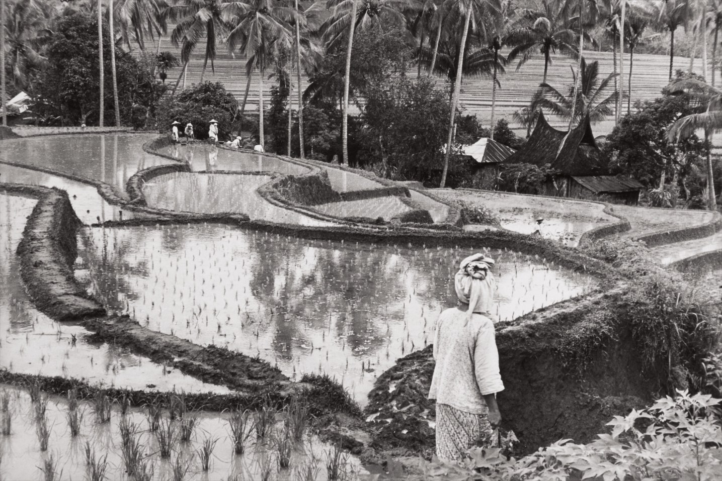 Henri Cartier-Bresson — Rice Fields in the Minangkabau Country, Sumatra, Indonesia