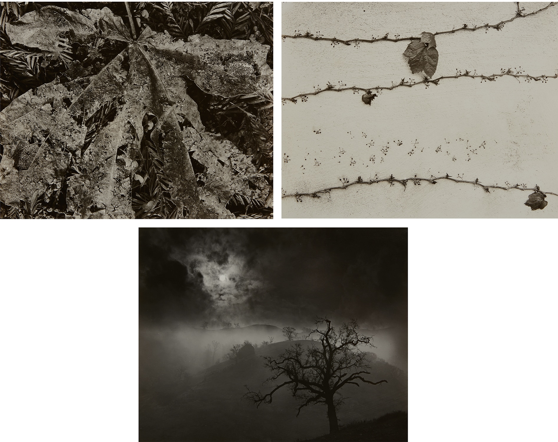Wynn Bullock — Three Nature Studies