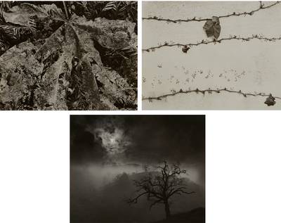 Three Nature Studies