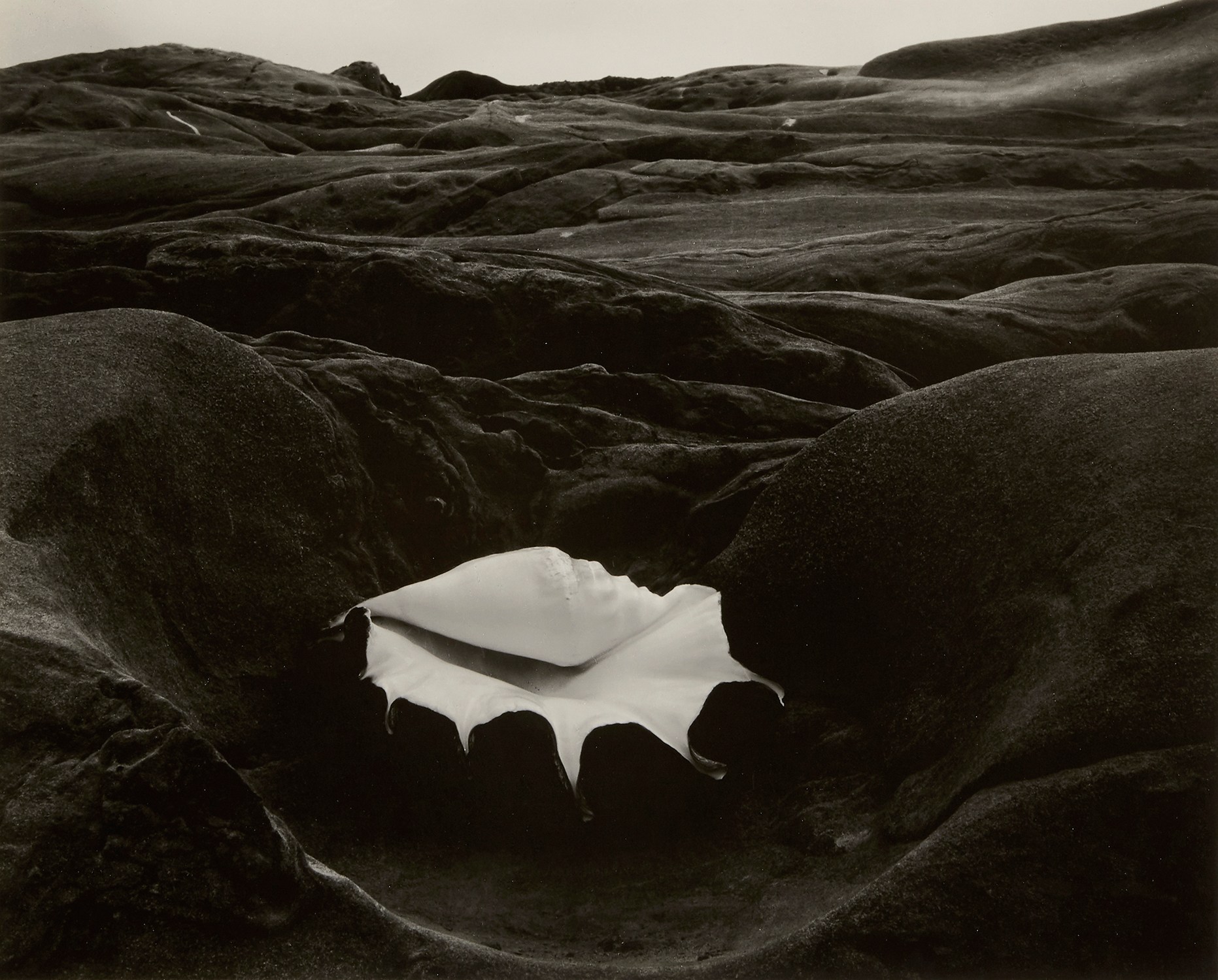 Edward Weston — Shell and Rock - Arrangement