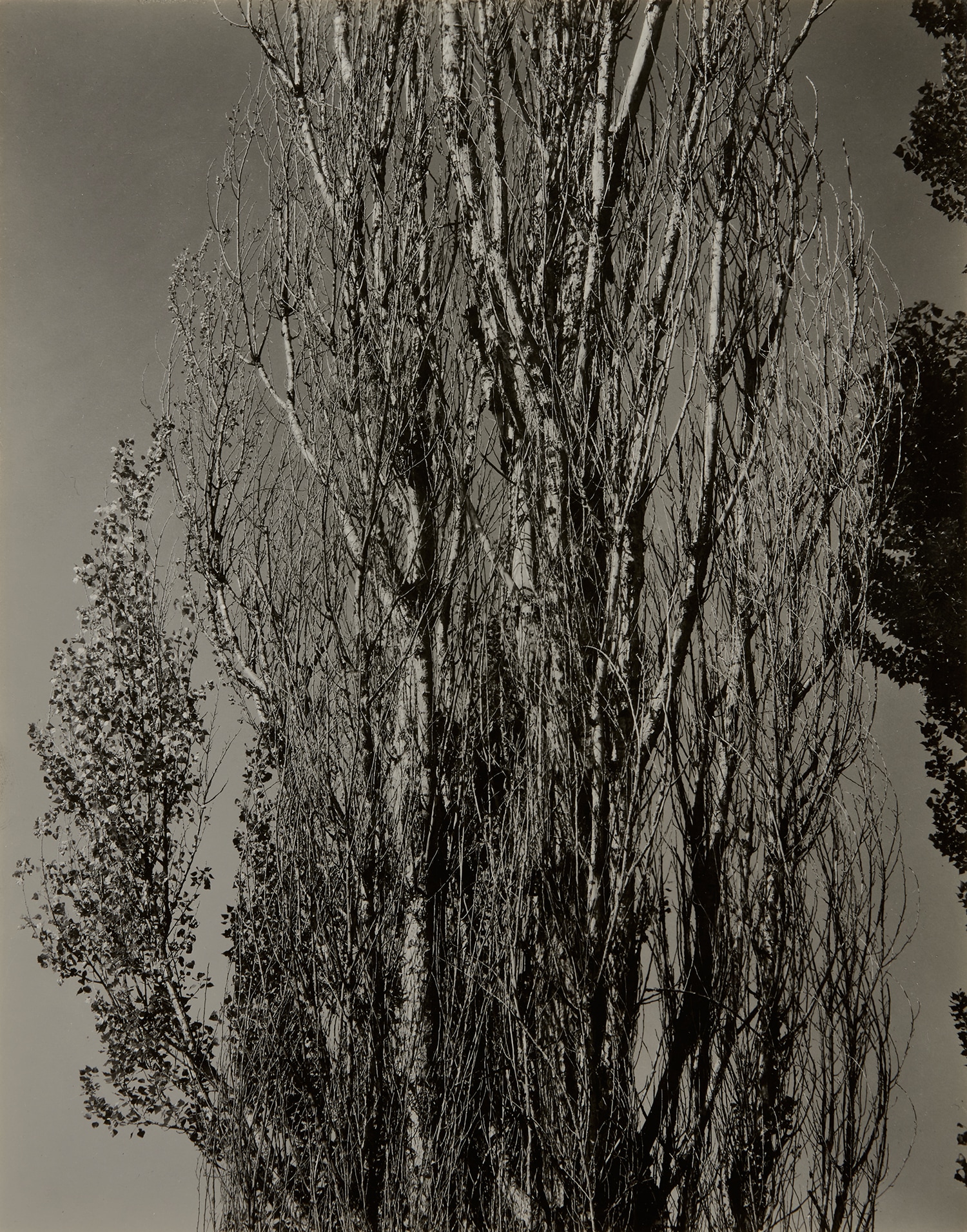 Alfred Stieglitz — Poplars, Lake George