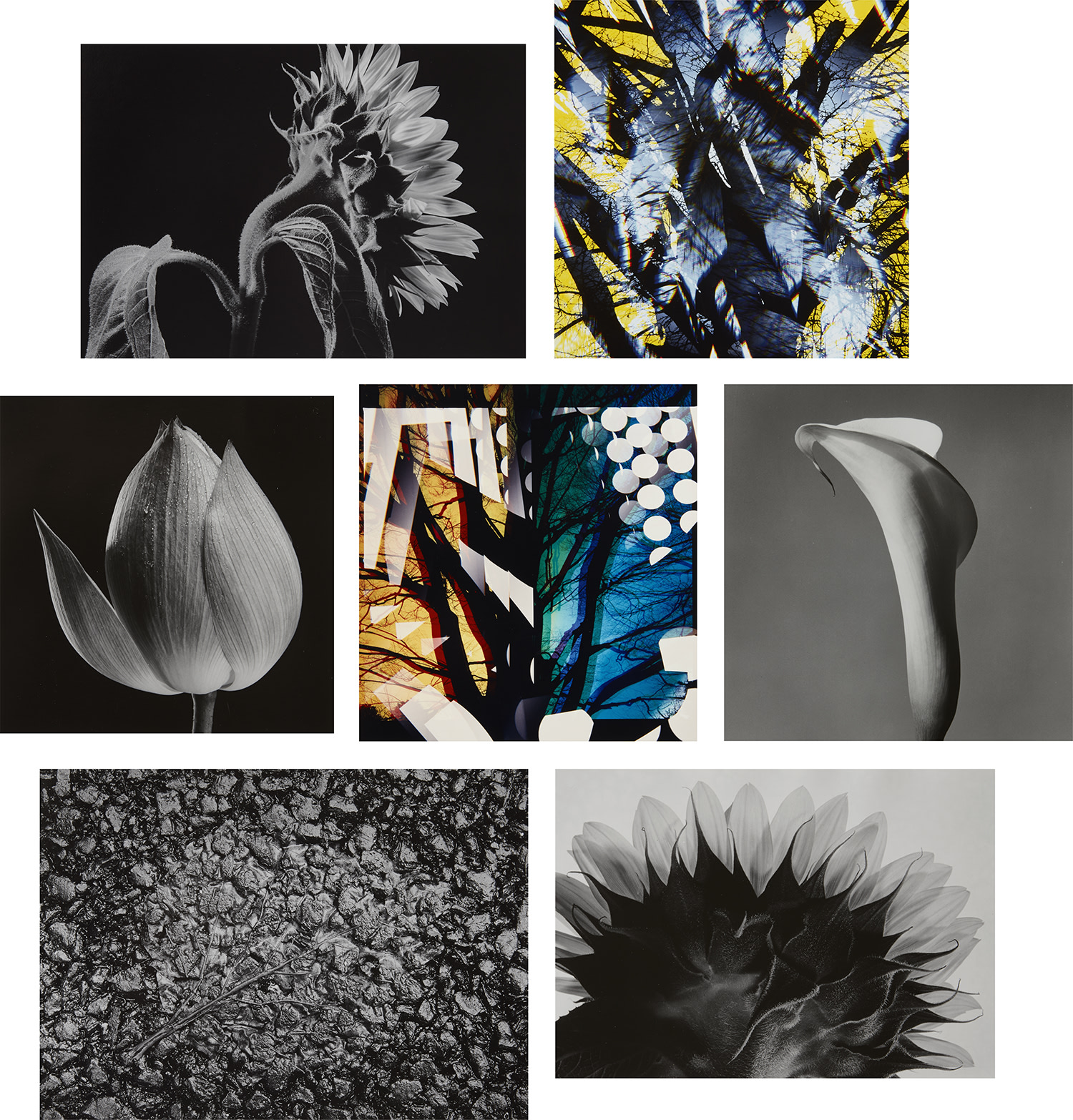 Five Selected Floral Studies