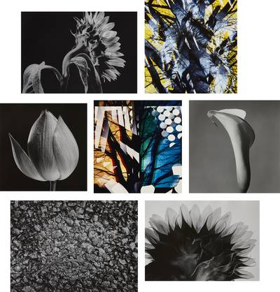 Five Selected Floral Studies