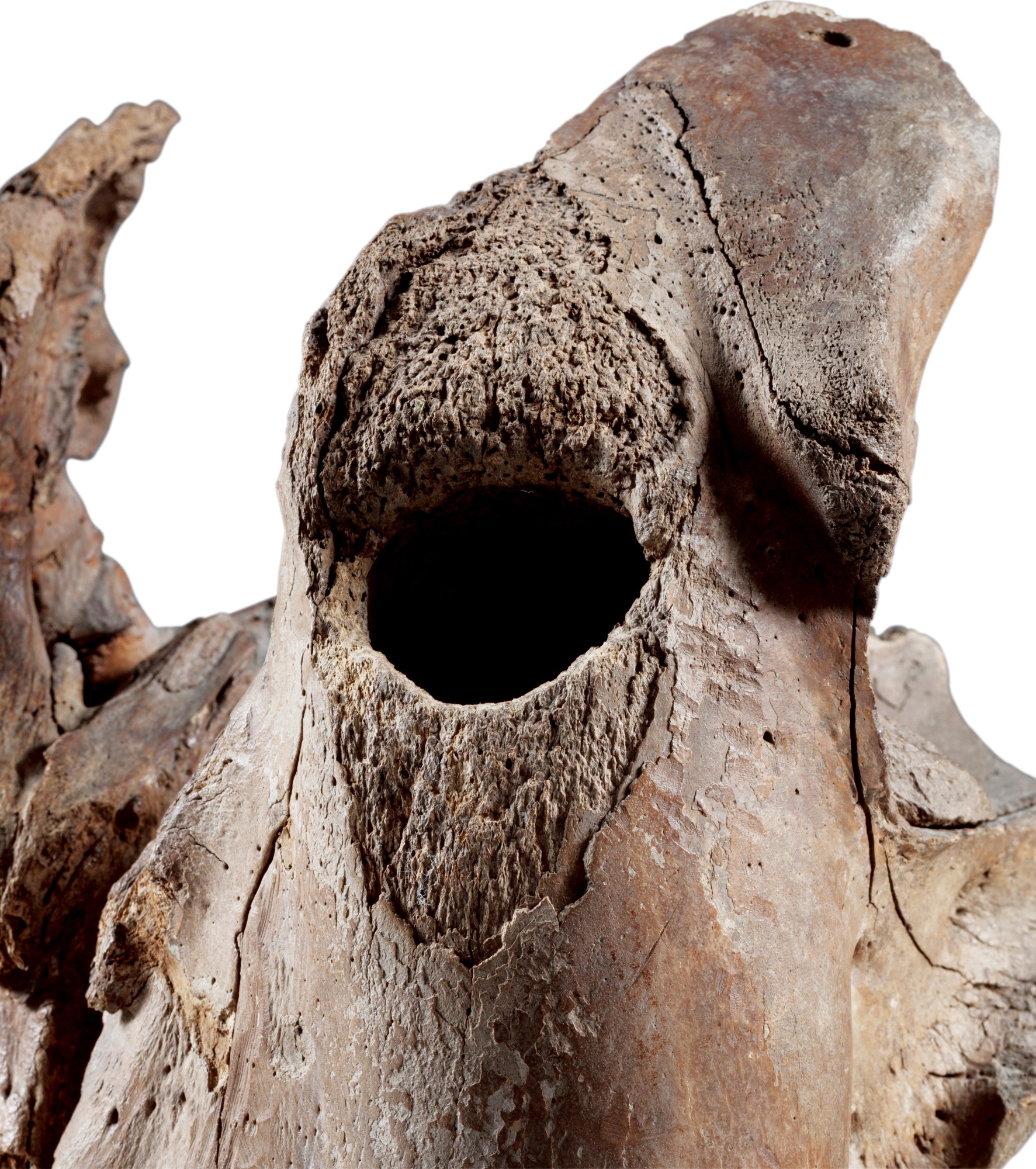 Okvik Culture, Walrus skull, Bering Sea, Alaska, 200 BC-AD 100 — Okvik Culture, Walrus skull, Bering Sea, Alaska, 200 BC-AD 100