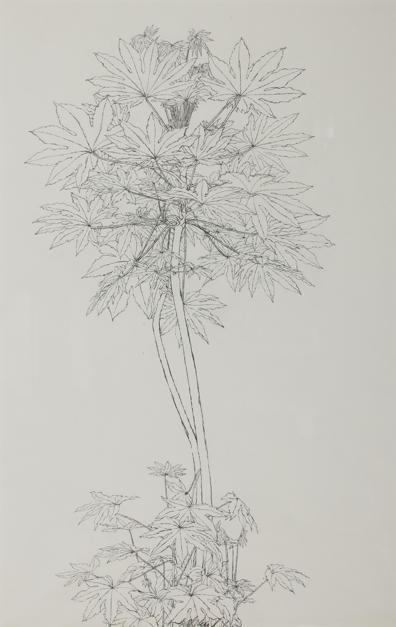 Sam Szafran — Feuillage No. 1