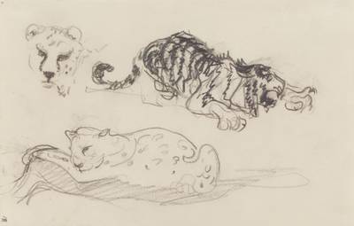 Zwei Leoparden und ein Leopardenkopf