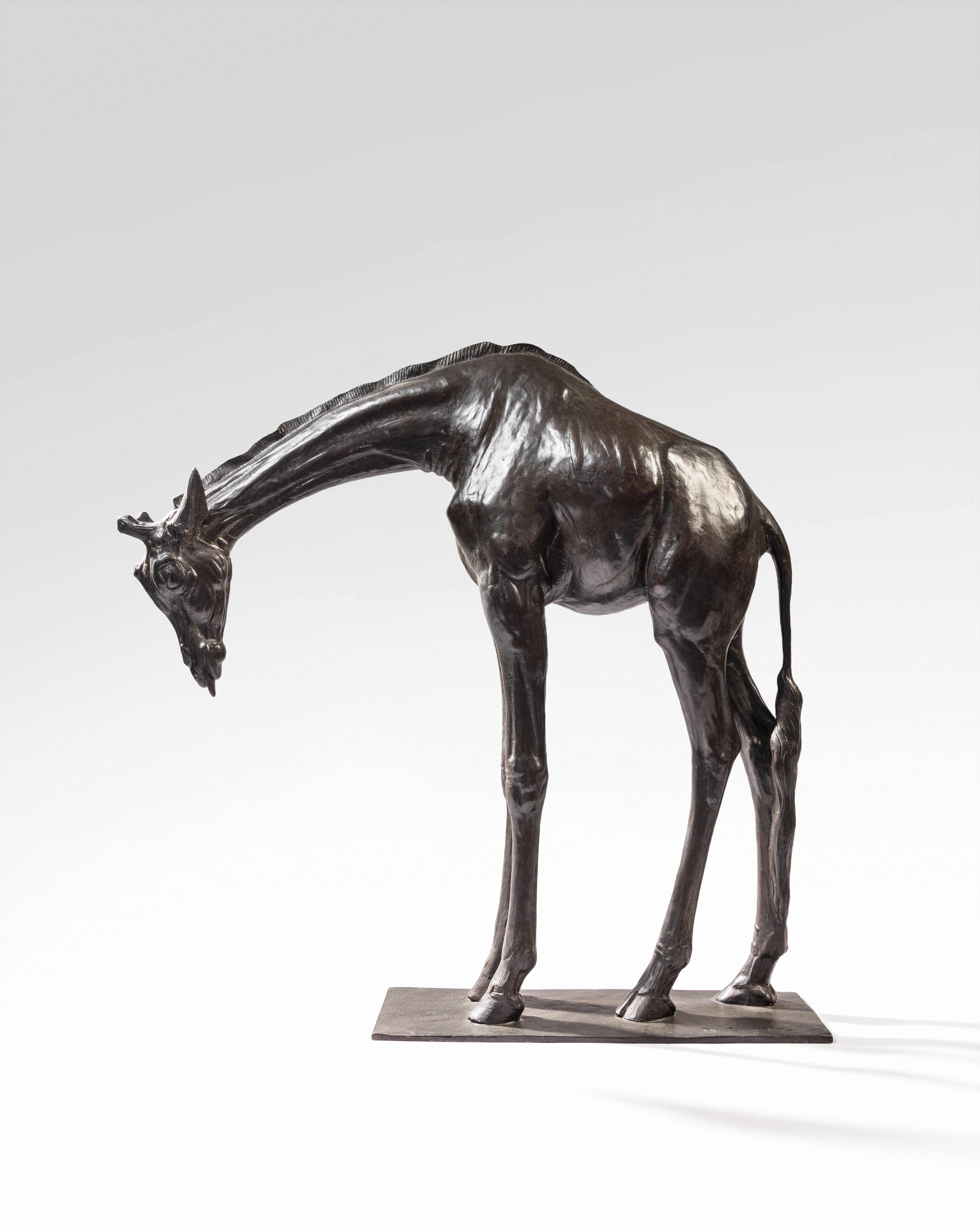 Grande Girafe tête basse