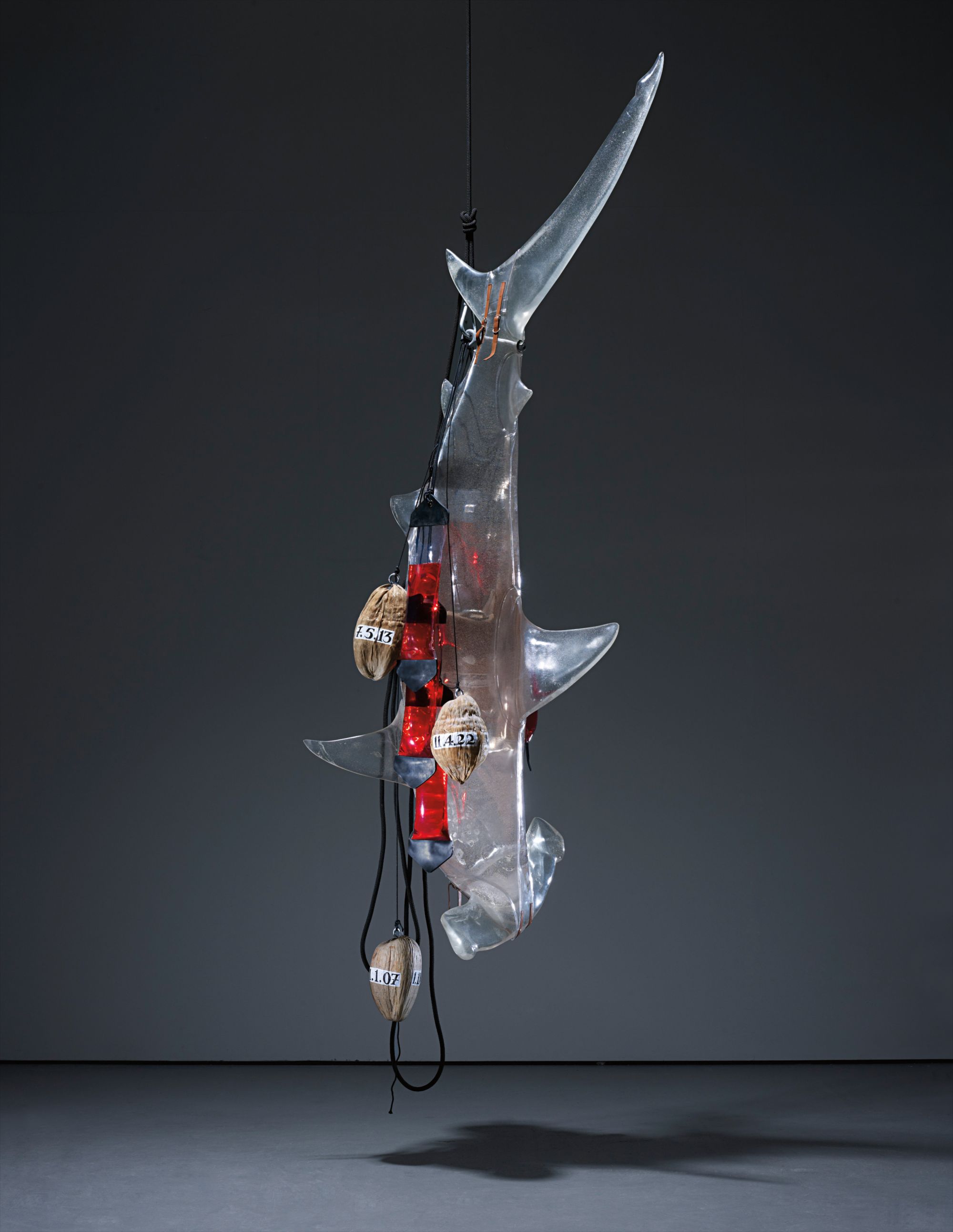 Bismarck Archipelago Shark