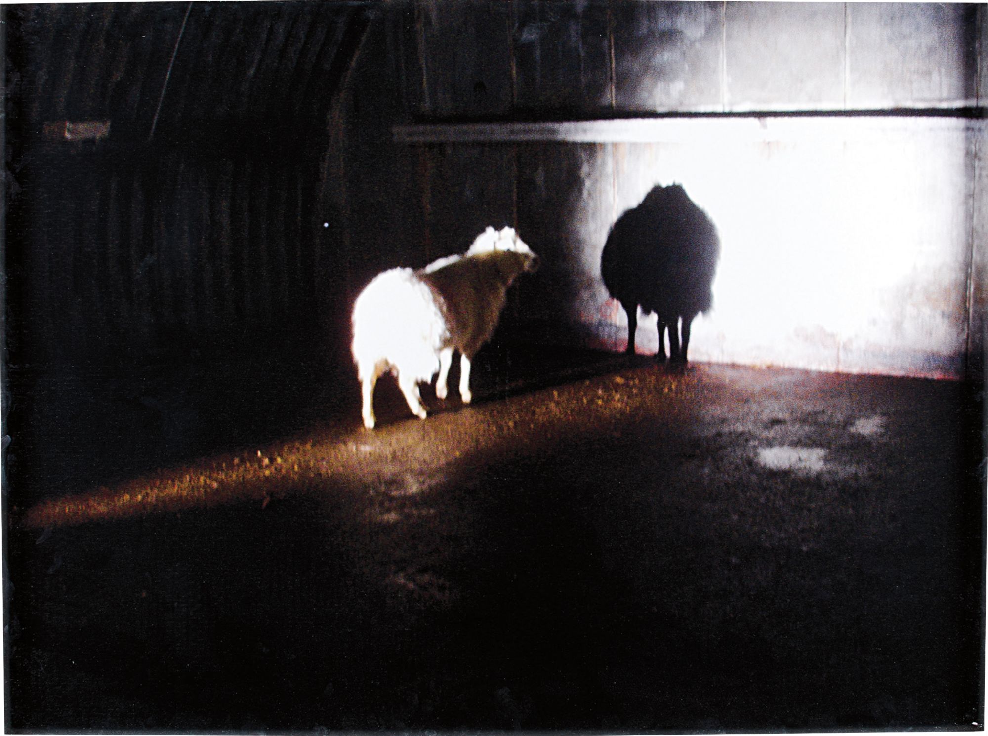 Douglas Gordon — Desert