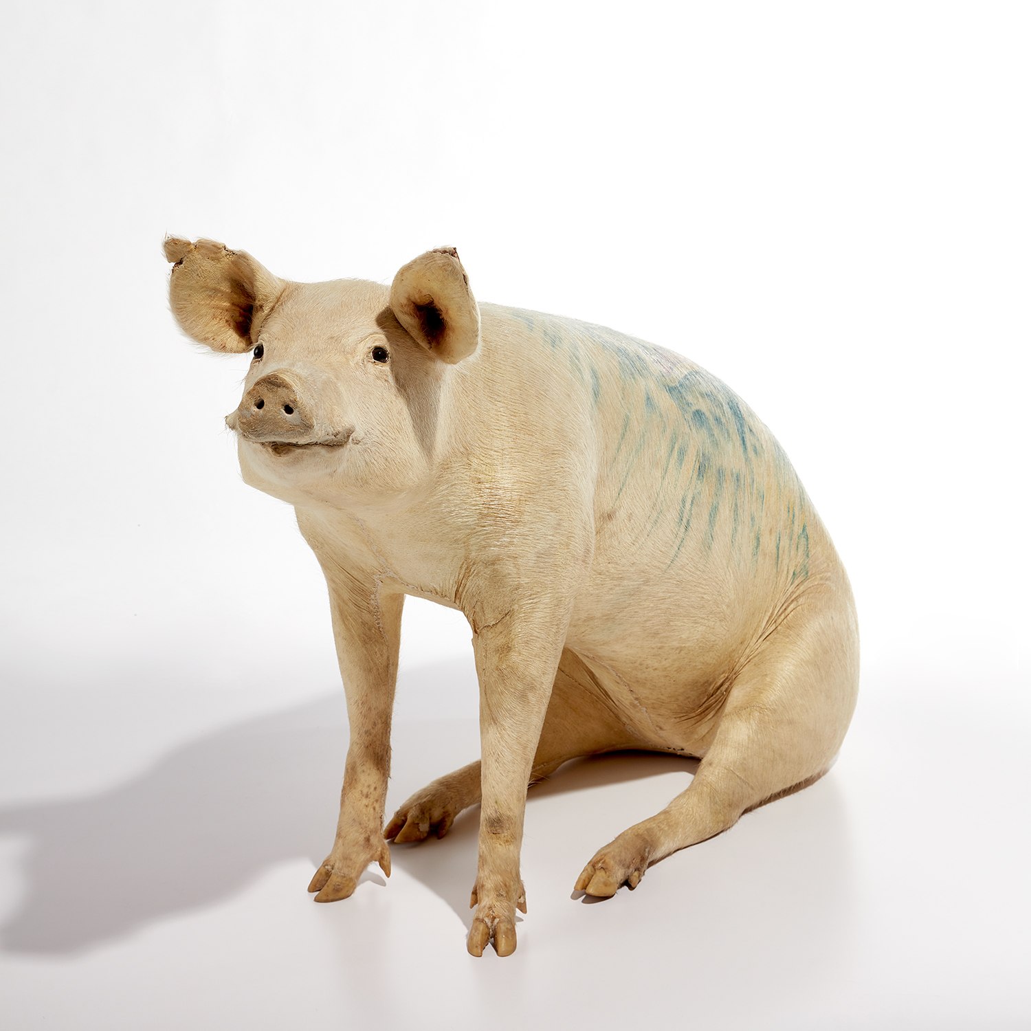 Wim Delvoye — tattooed taxidermy pig