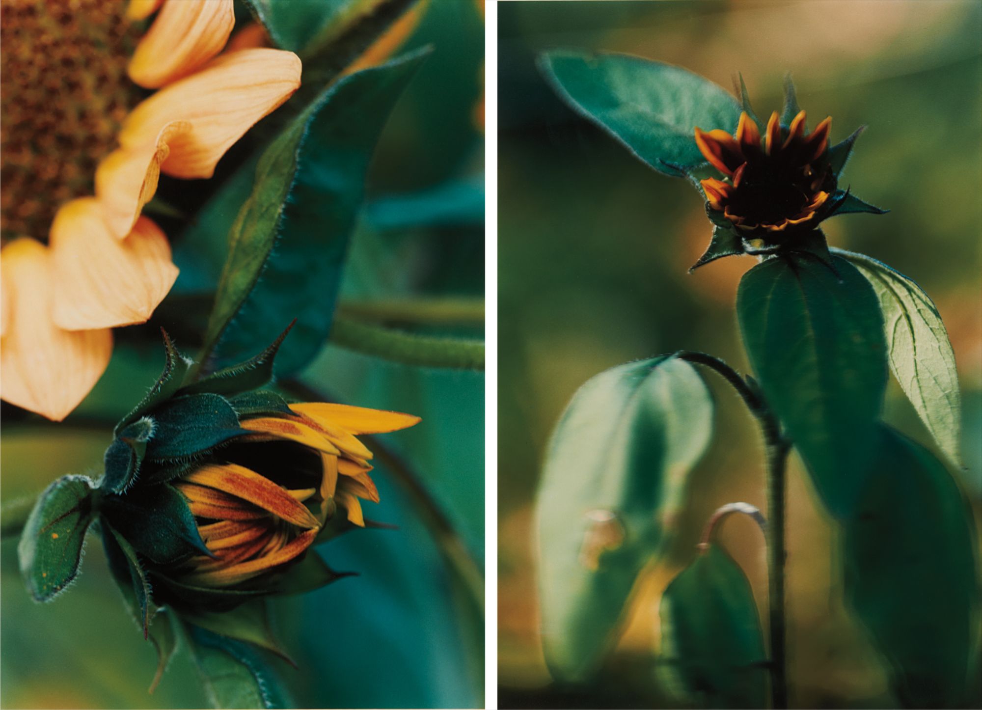 Thomas Struth — Two works: Plant N°16, Small Sunflower with black kernel, Winterthur; Plant N°18, Kleine Geschlossenen Sonnenblume, Winterthur