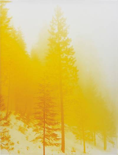 Lemurian Morning Wood