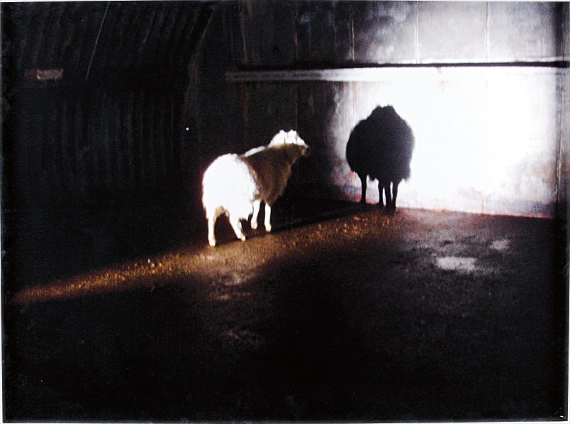 Douglas Gordon — Désert sans titre