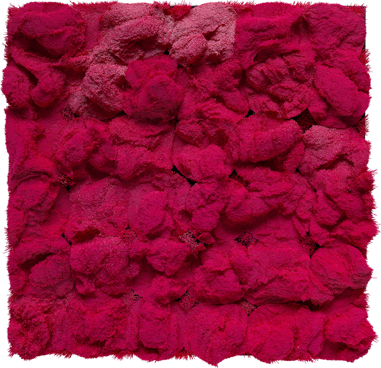 Francesca Pasquali — Setola Fuxia