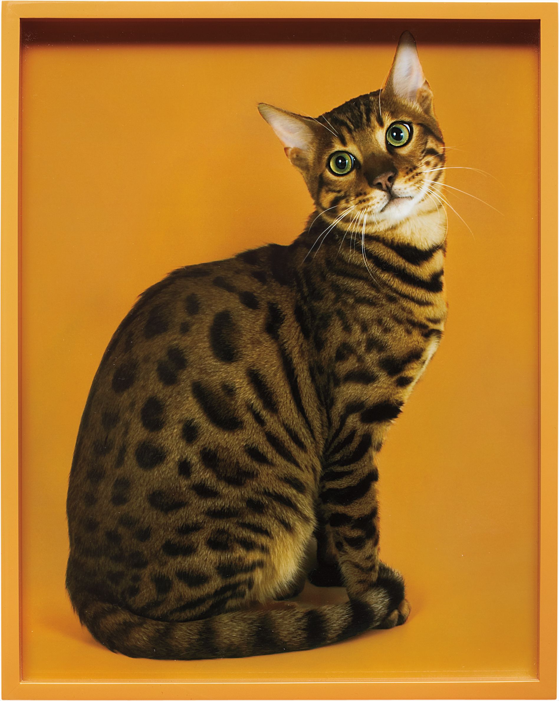 Bengal