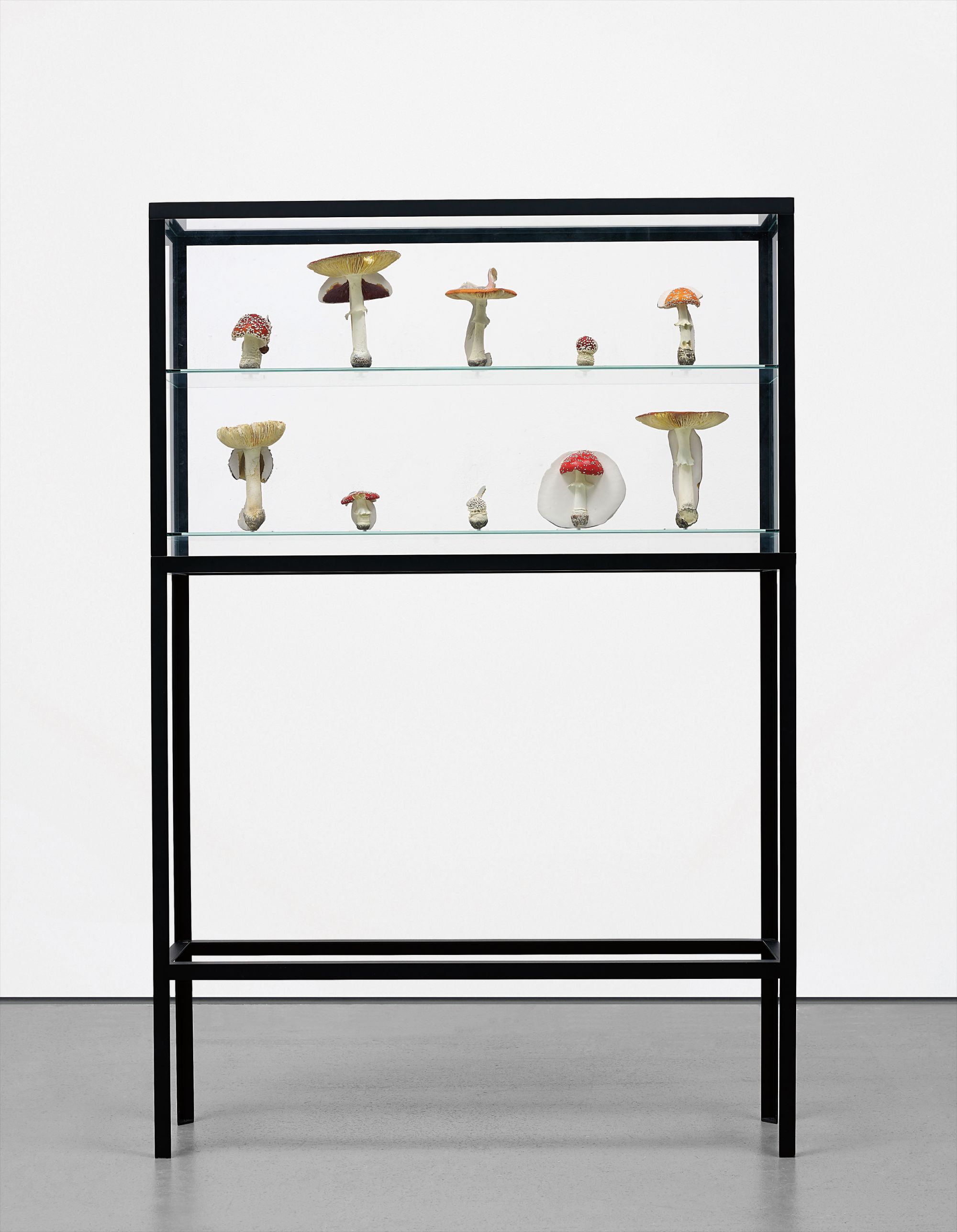 Doppelpilzvitrine (10 Doppelpilze)